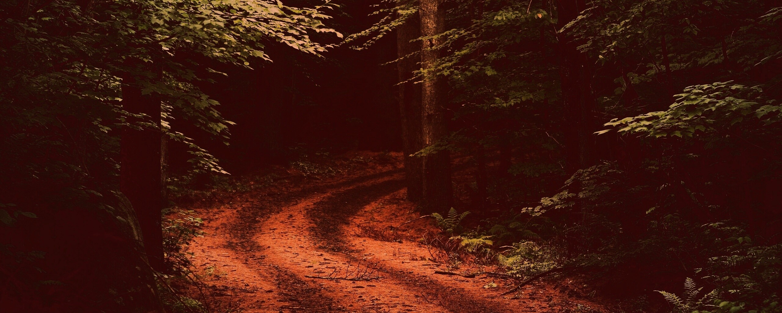 Лесная дорога обои