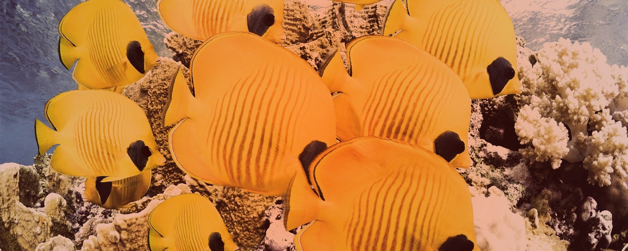 Желтые рыбки обои