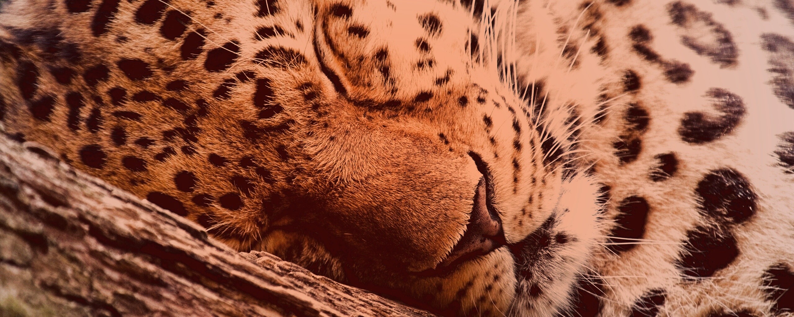 Спящий хищник обои