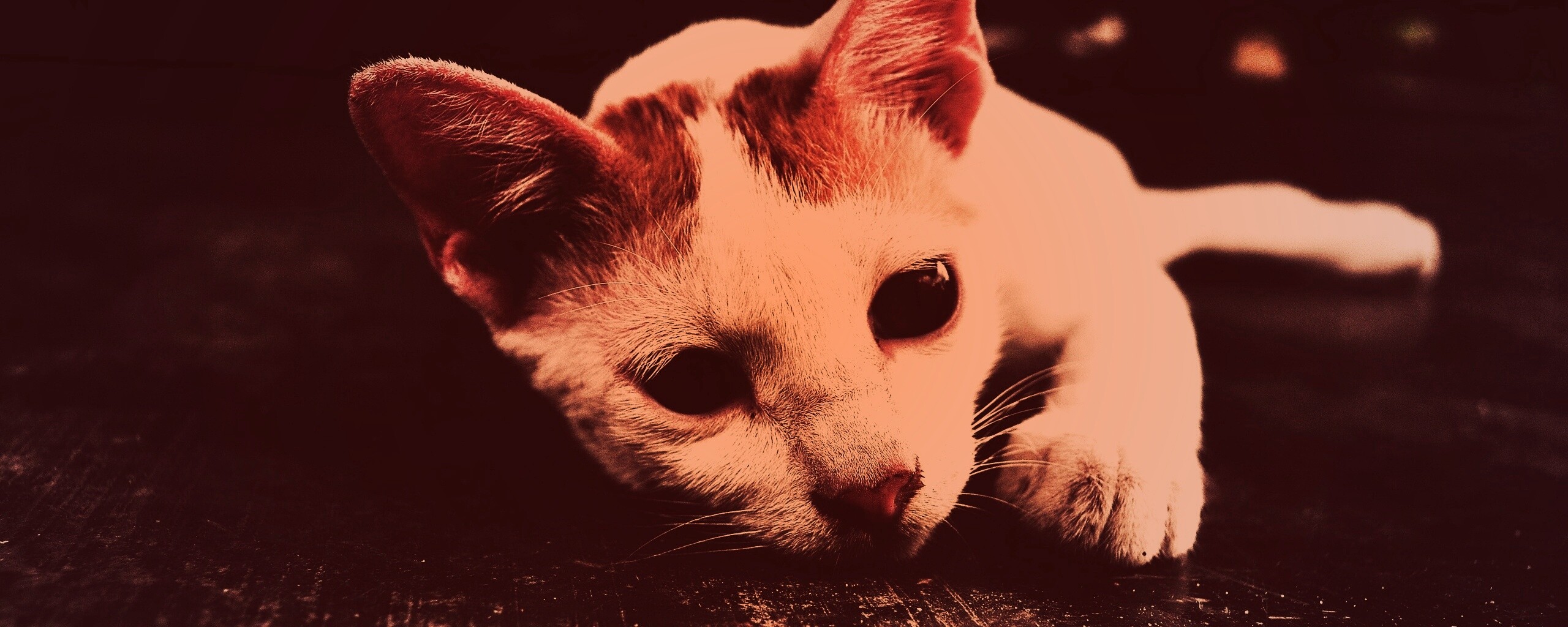 Белый кот на черном полу обои