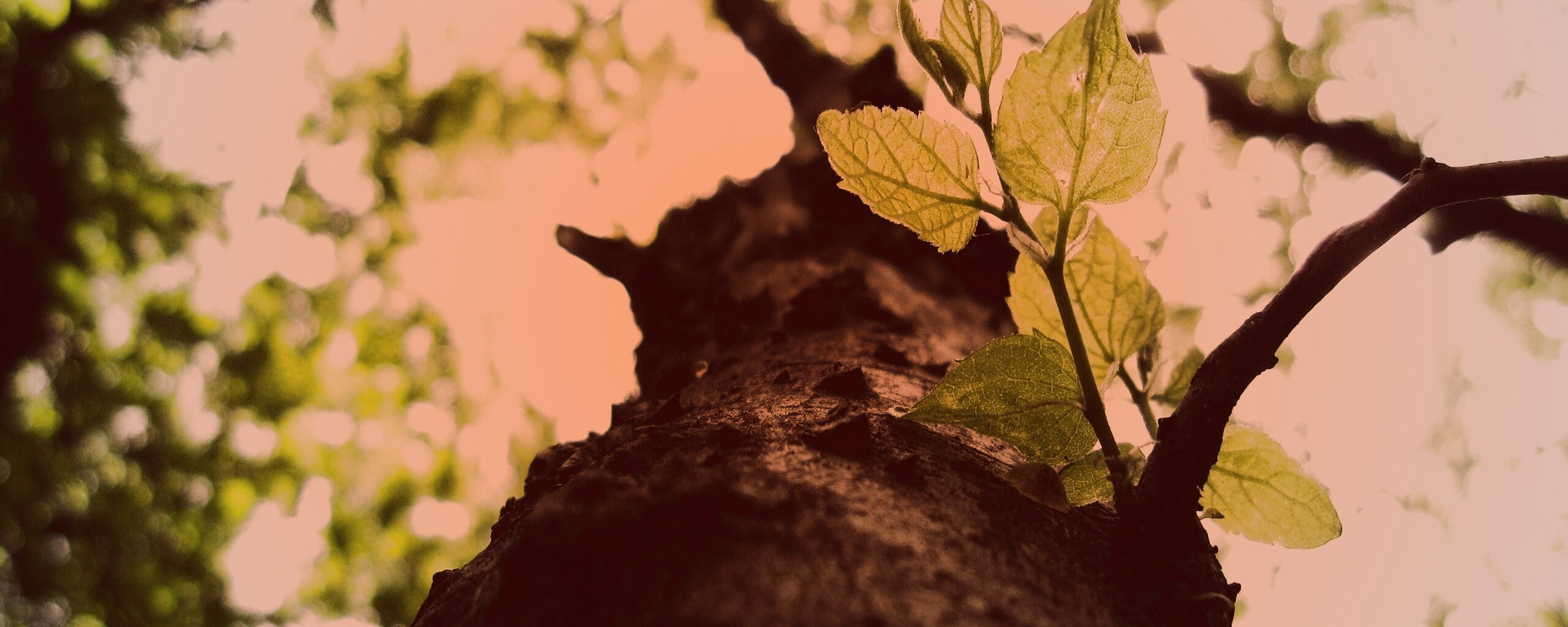 Ствол дерева обои