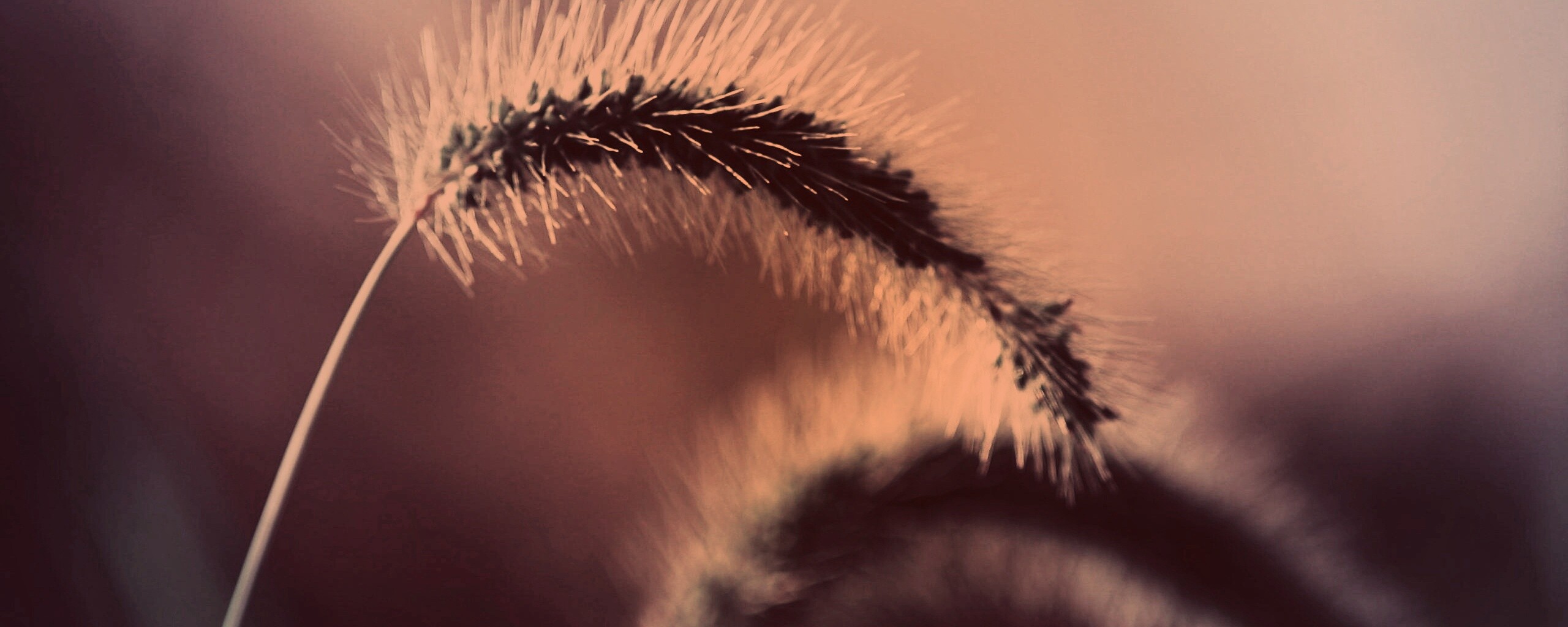 Травинка обои