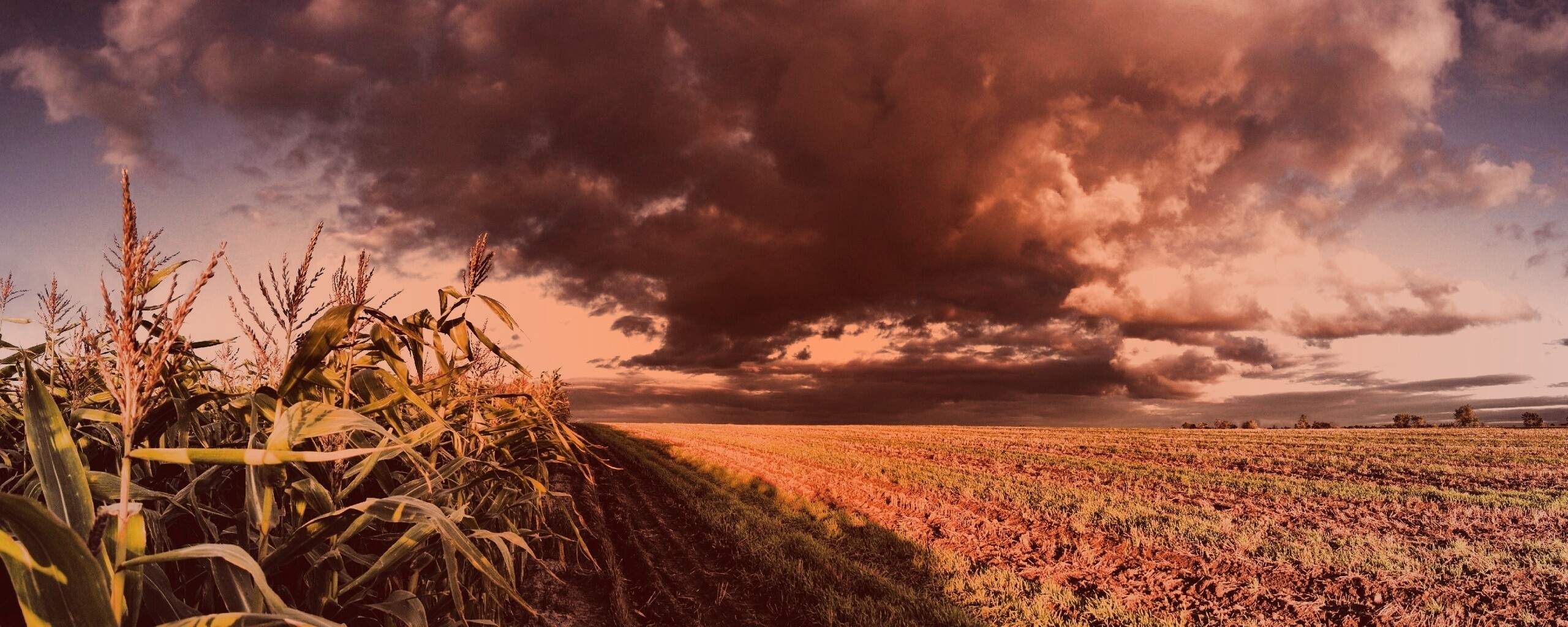 Кукурузное поле обои