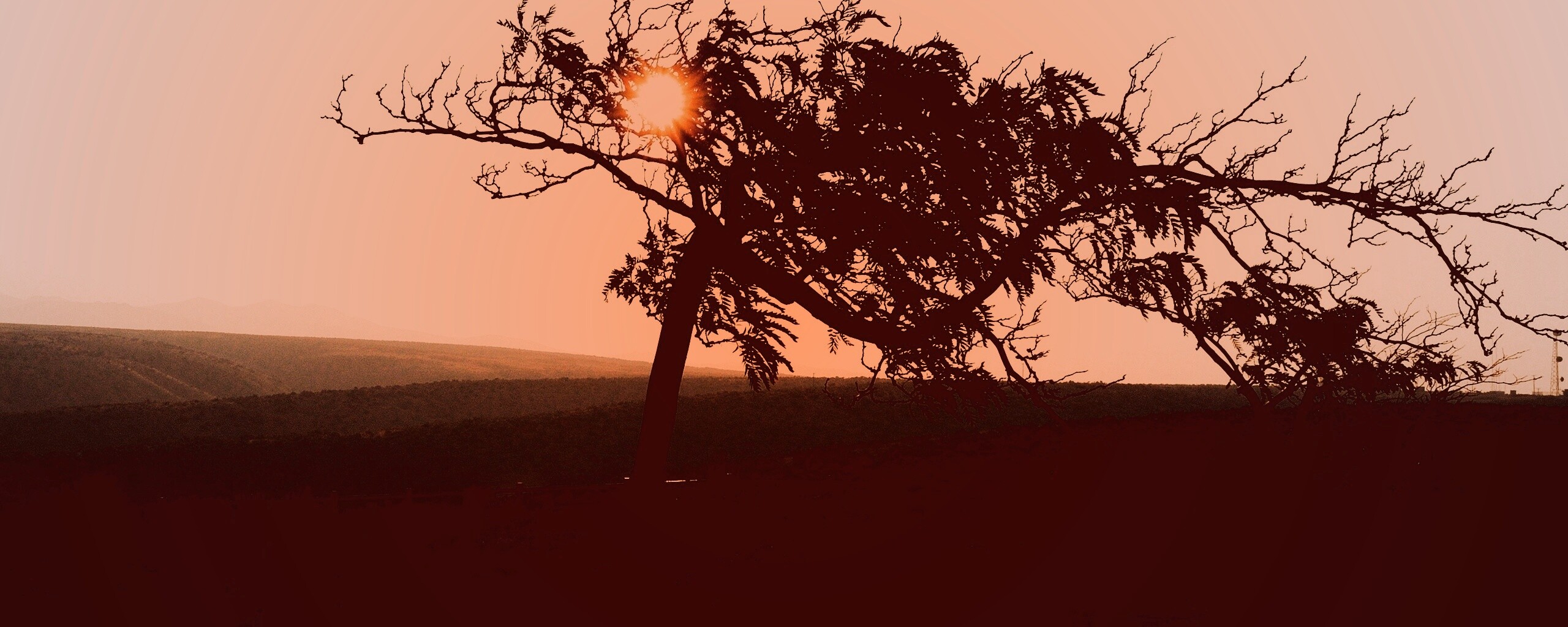 Дерево на закате обои