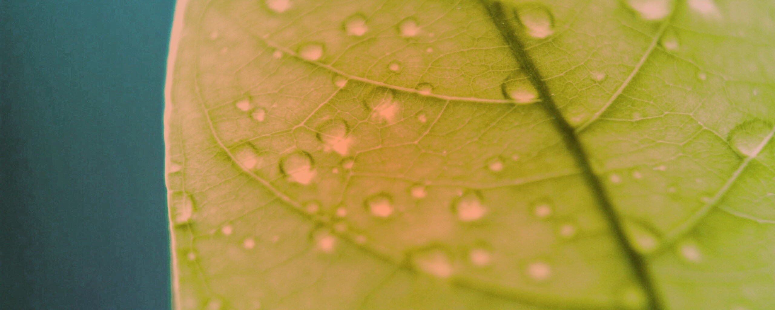 Зеленый листик в макро обои