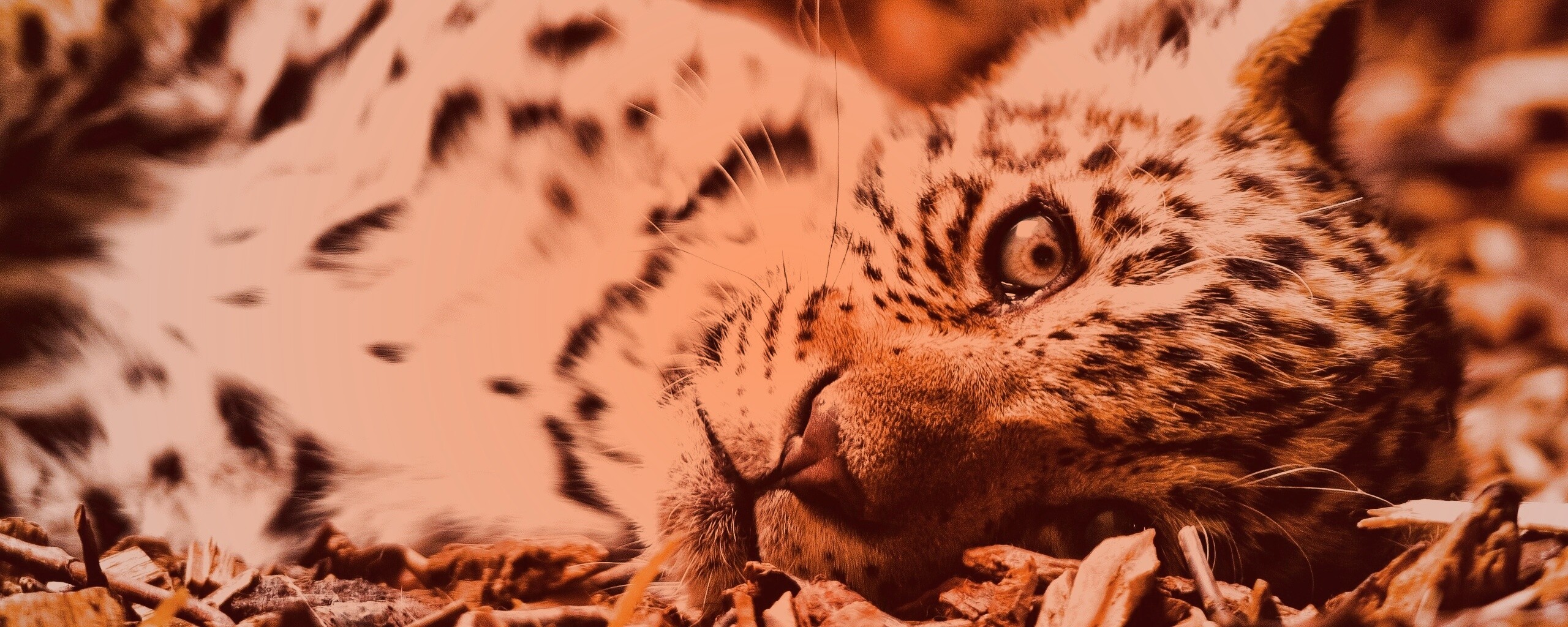 Гепард котенок обои