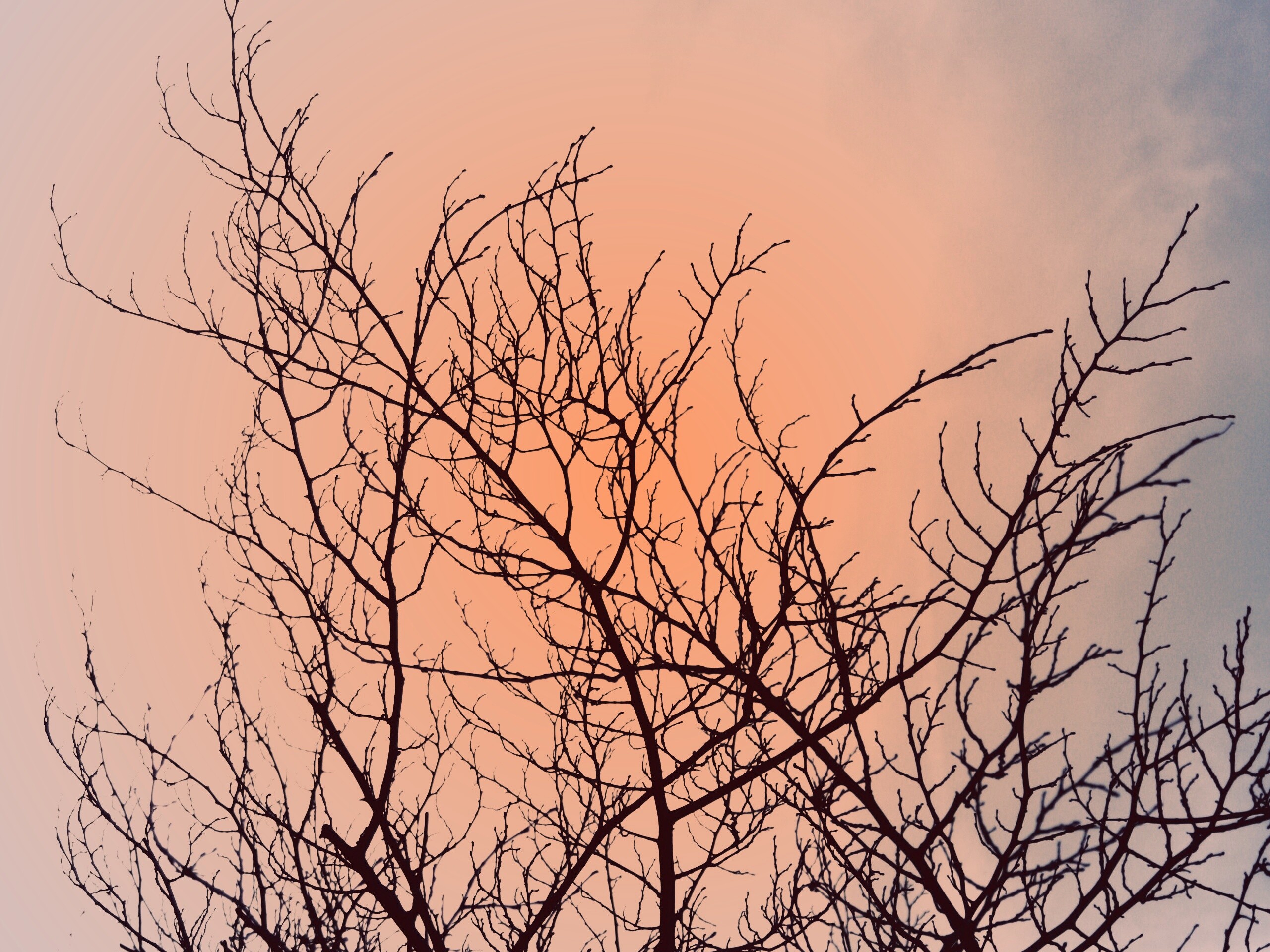 Ветвистое дерево обои