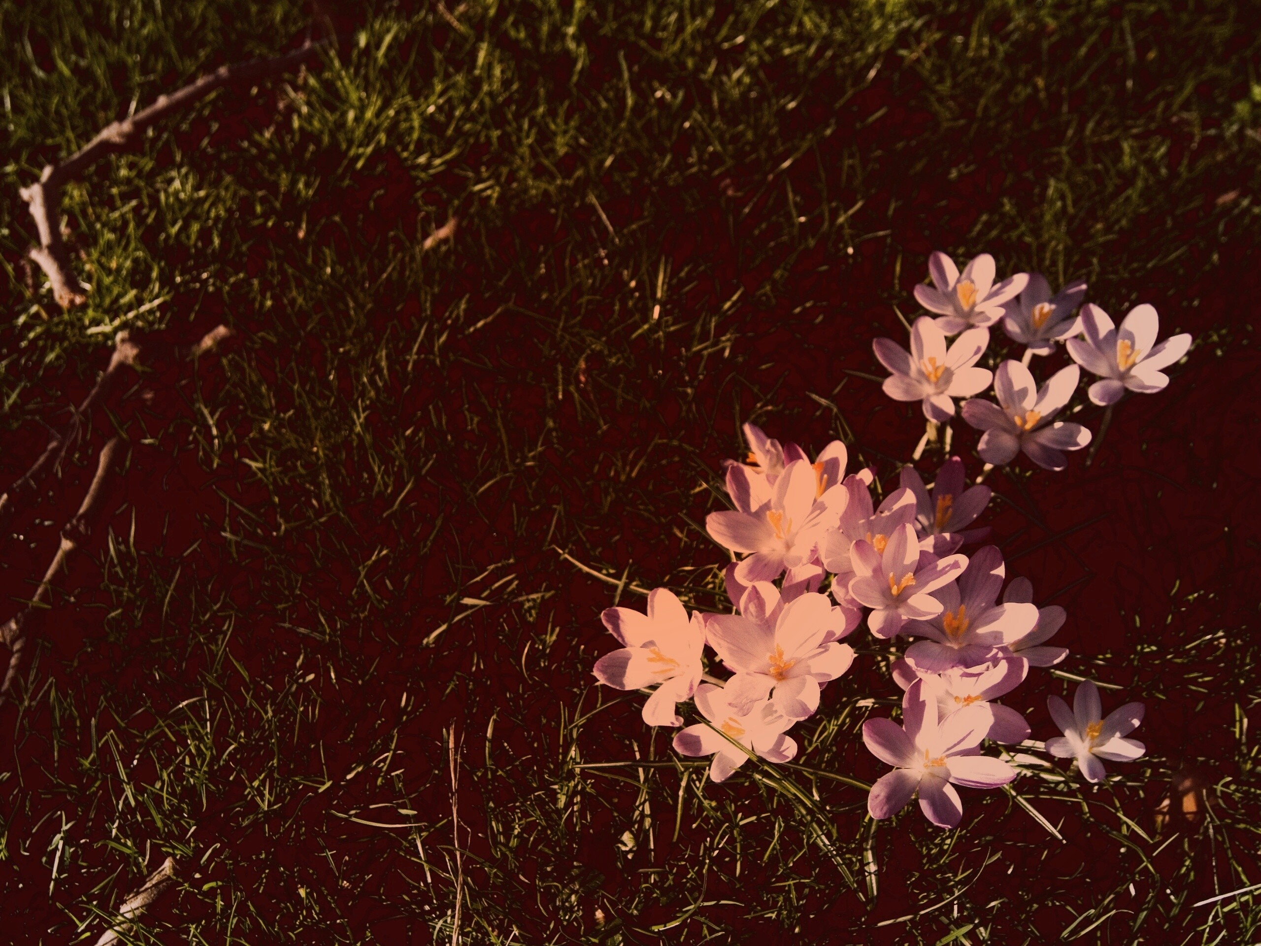 Фиалки на траве обои