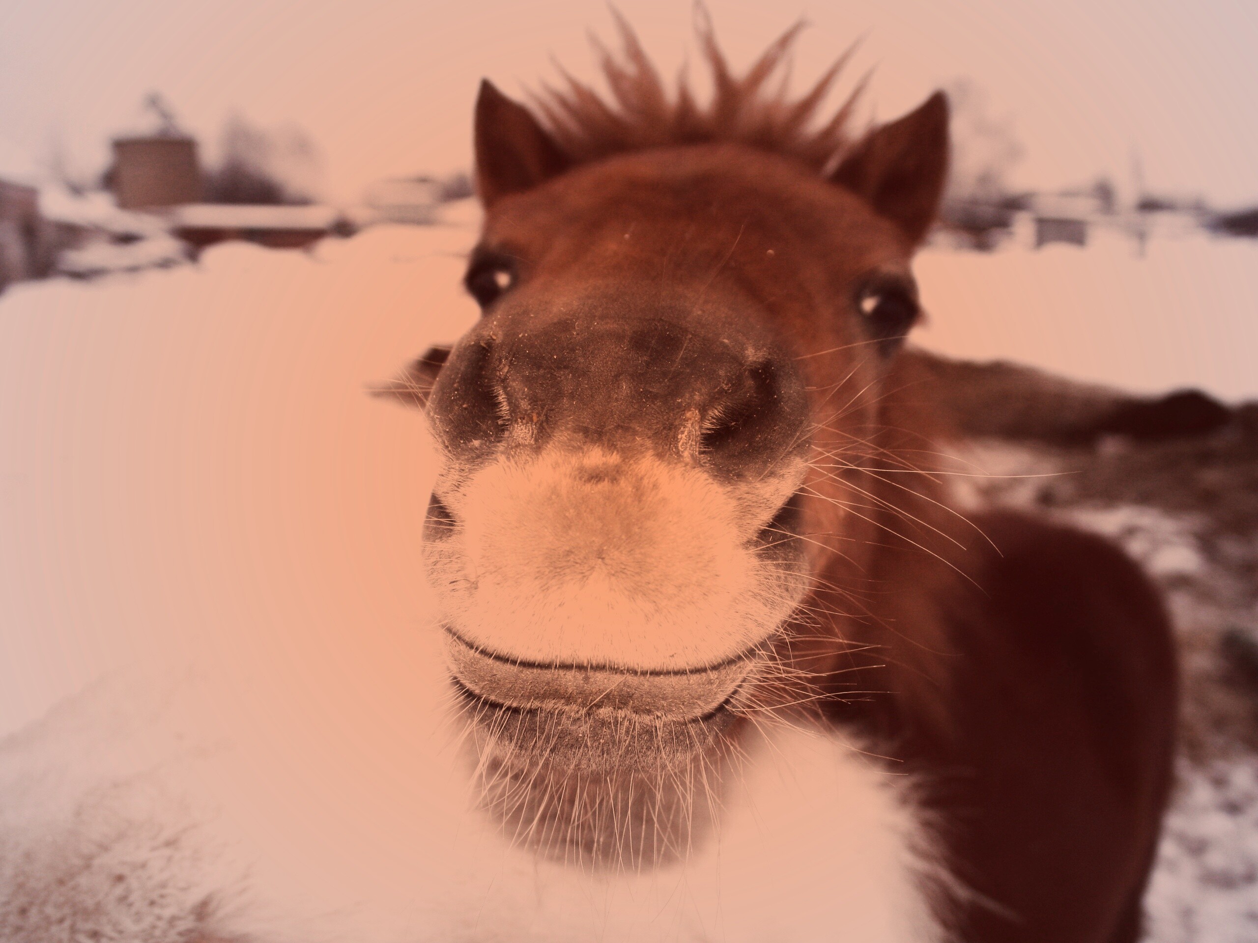 Морда пони обои