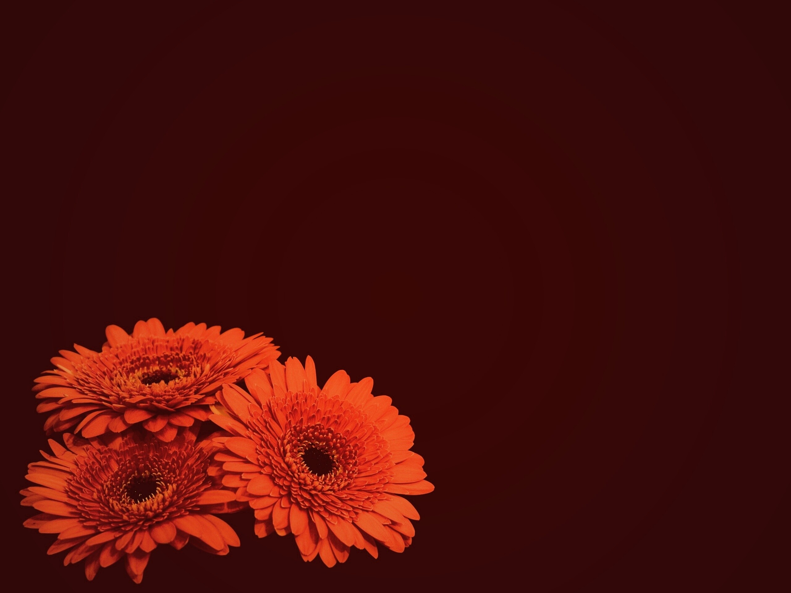 Красные герберы обои