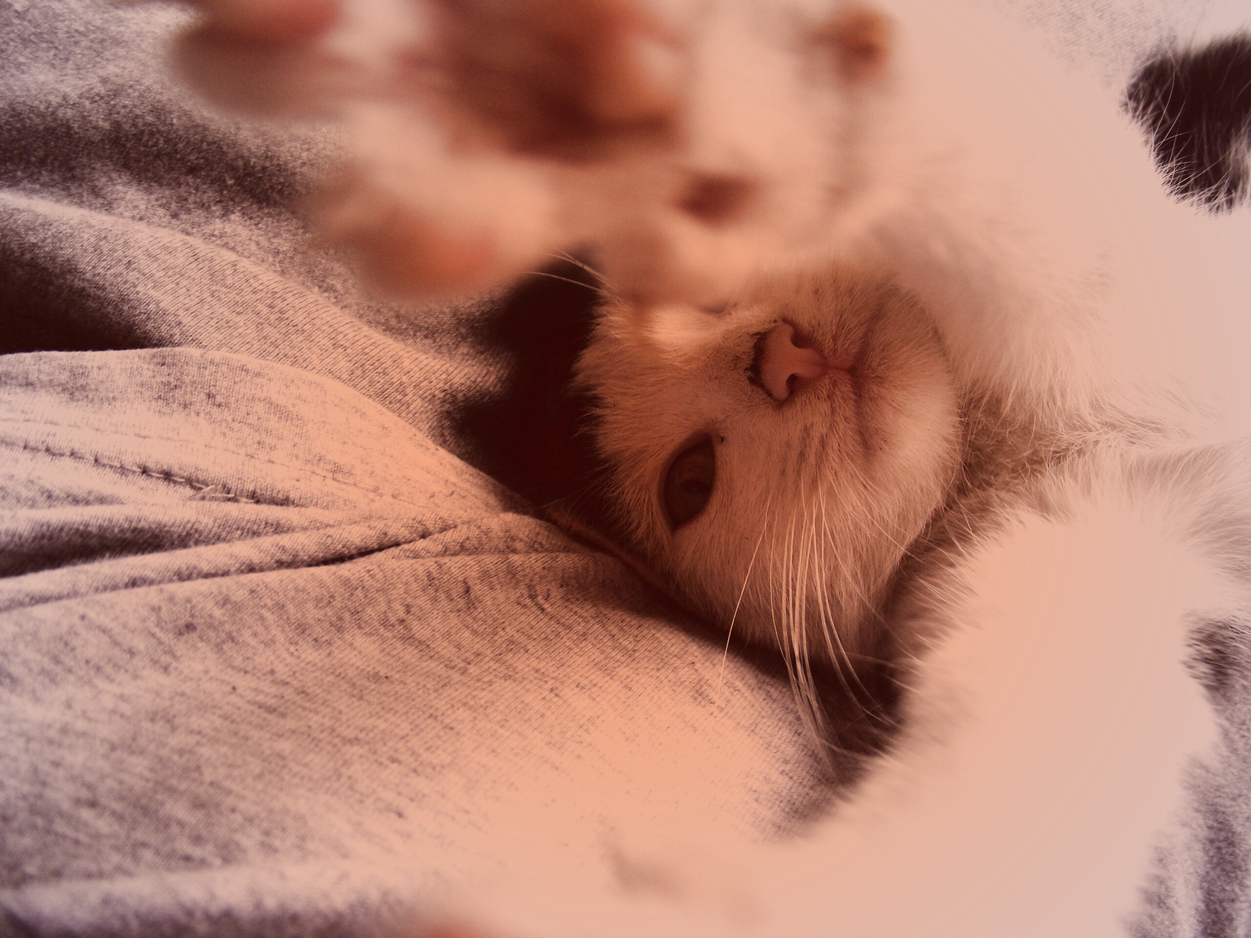 Кот фоткает сам себя обои