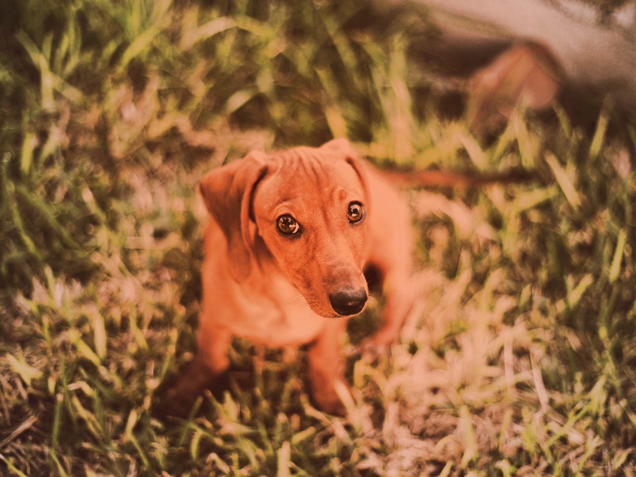 Маленькая милая такса обои