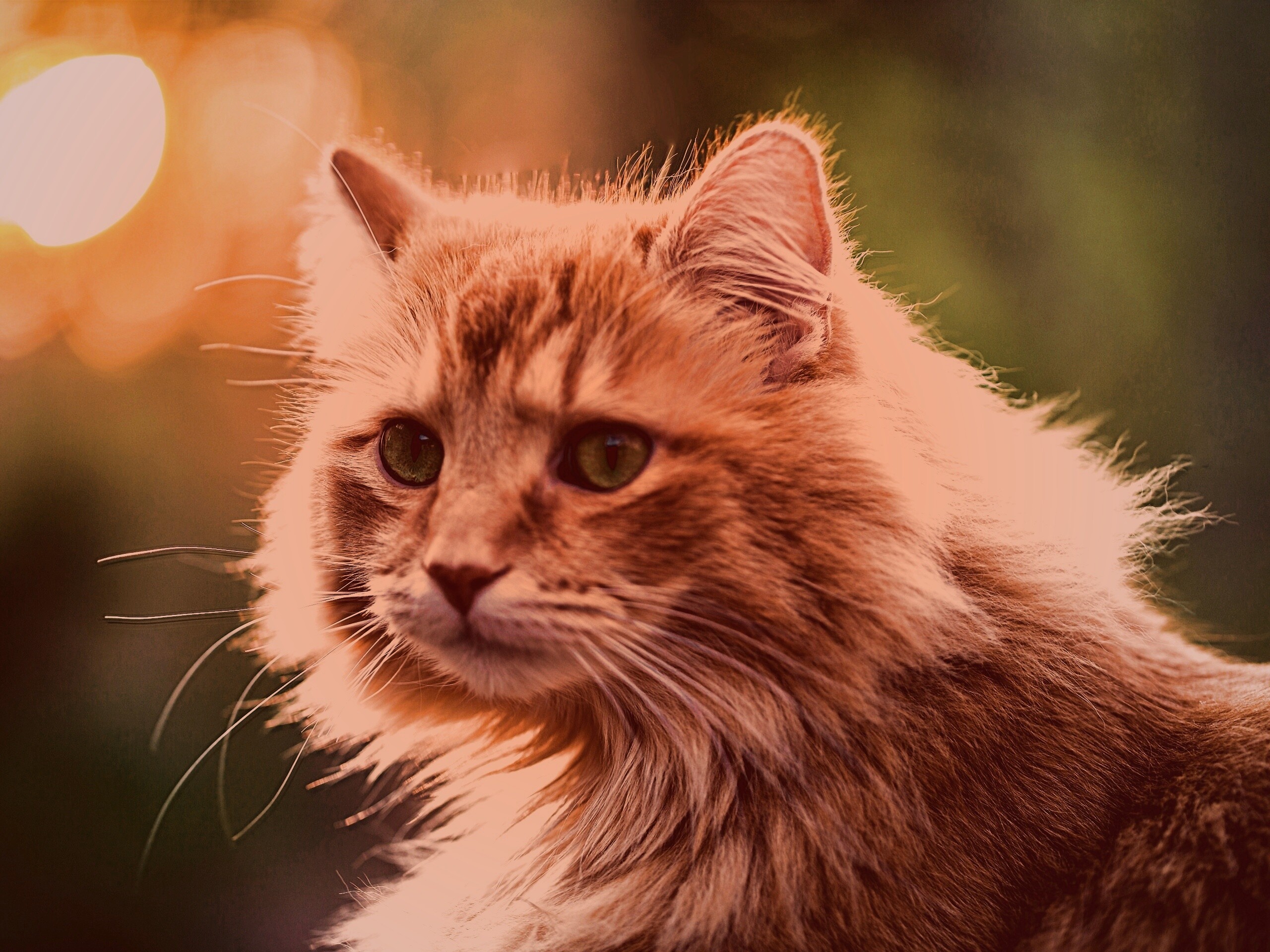 Рыжий кот в лучах солнца обои