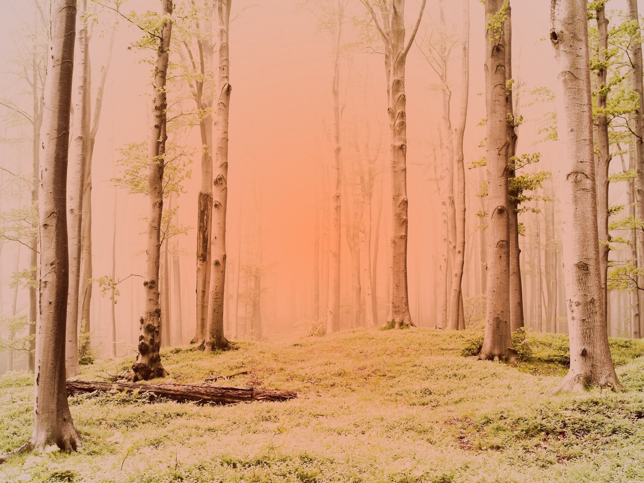 Опушка осинового леса обои