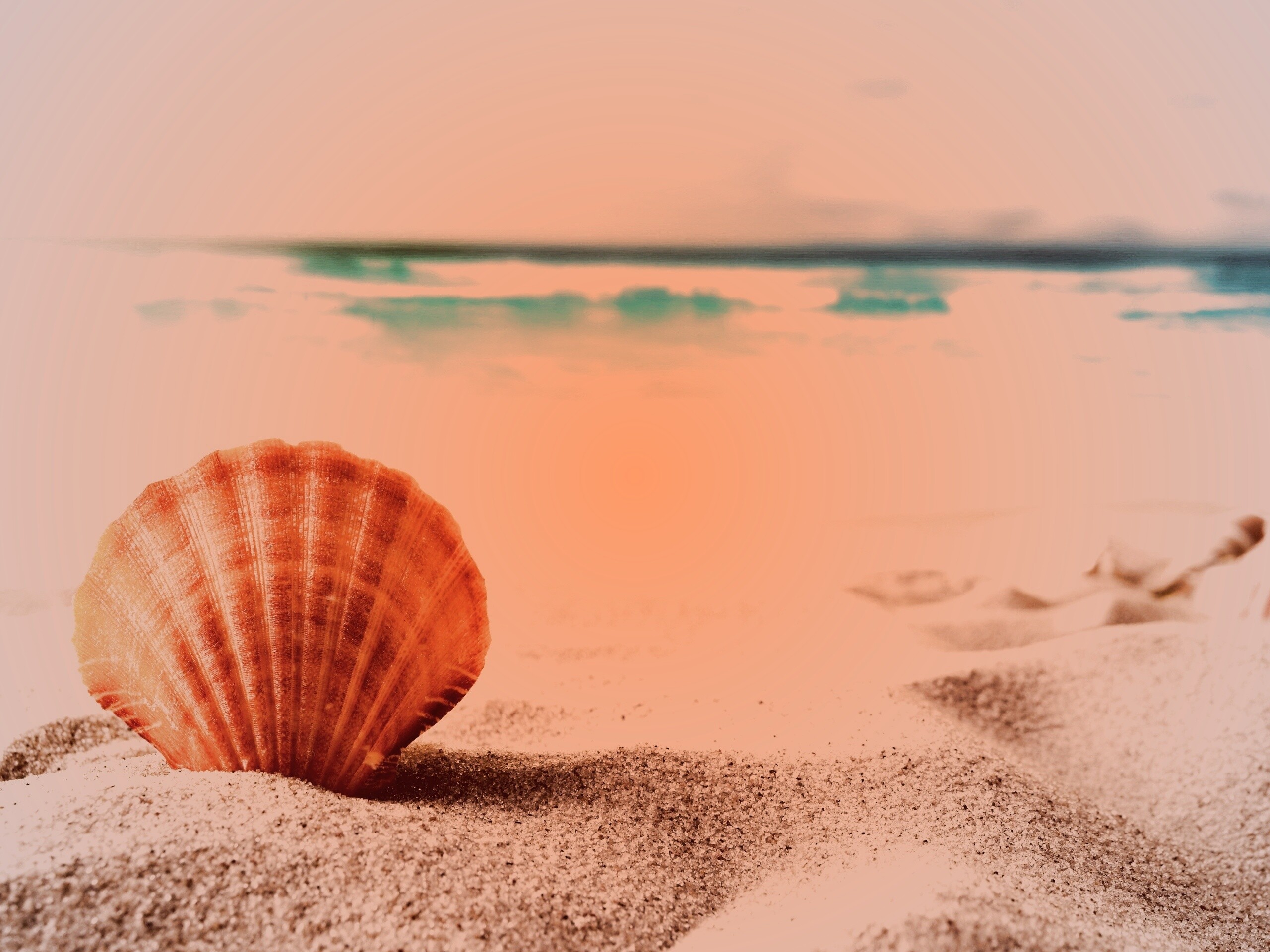 Раковина на летнем бережке обои