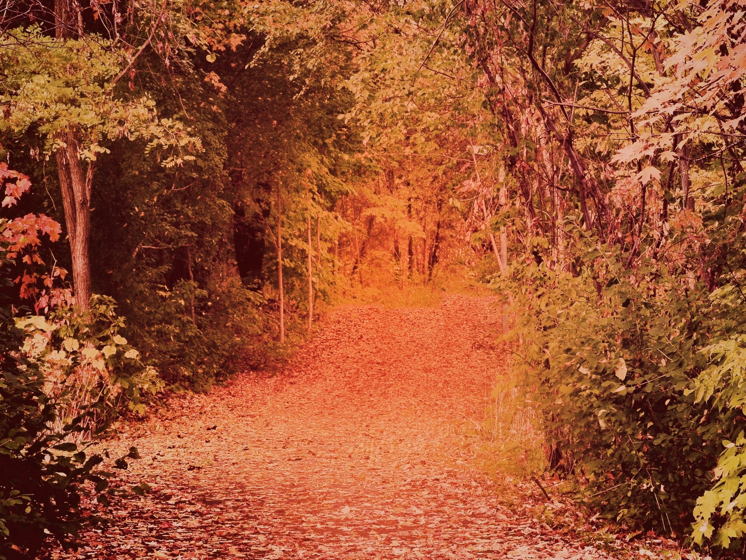 Дорожка в осеннем лесу обои