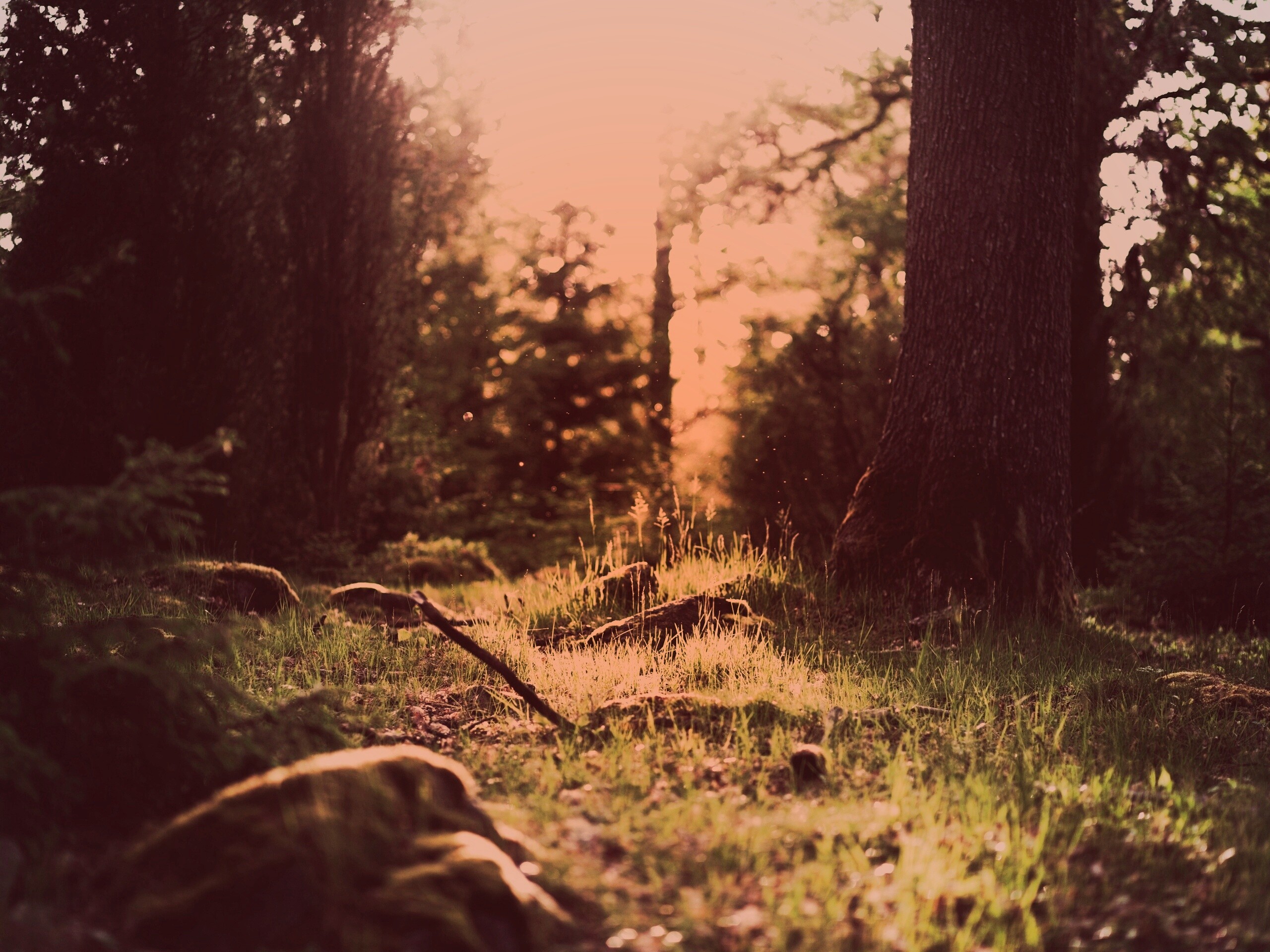 Лето в лесу обои