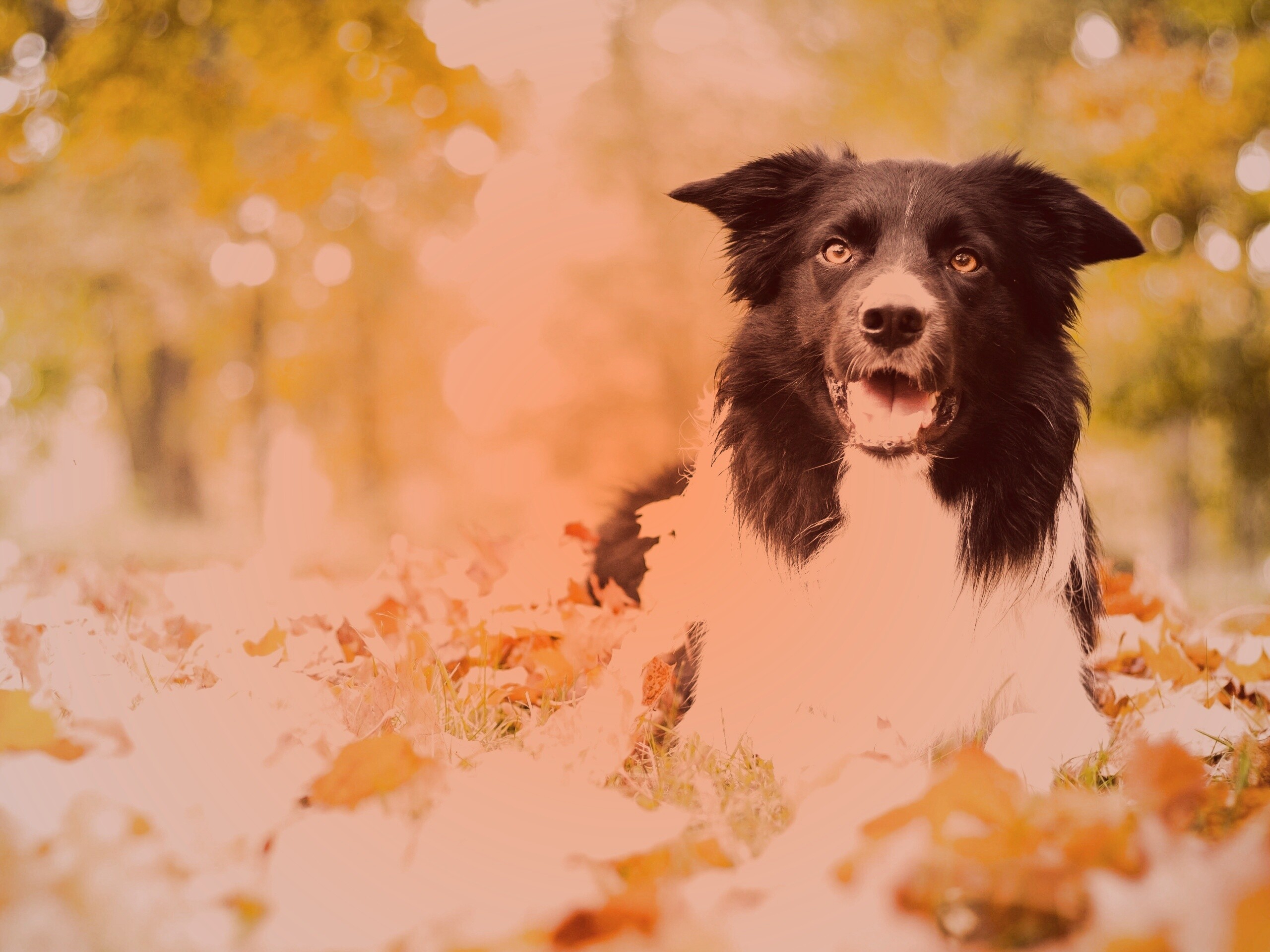 Пес среди листвы обои