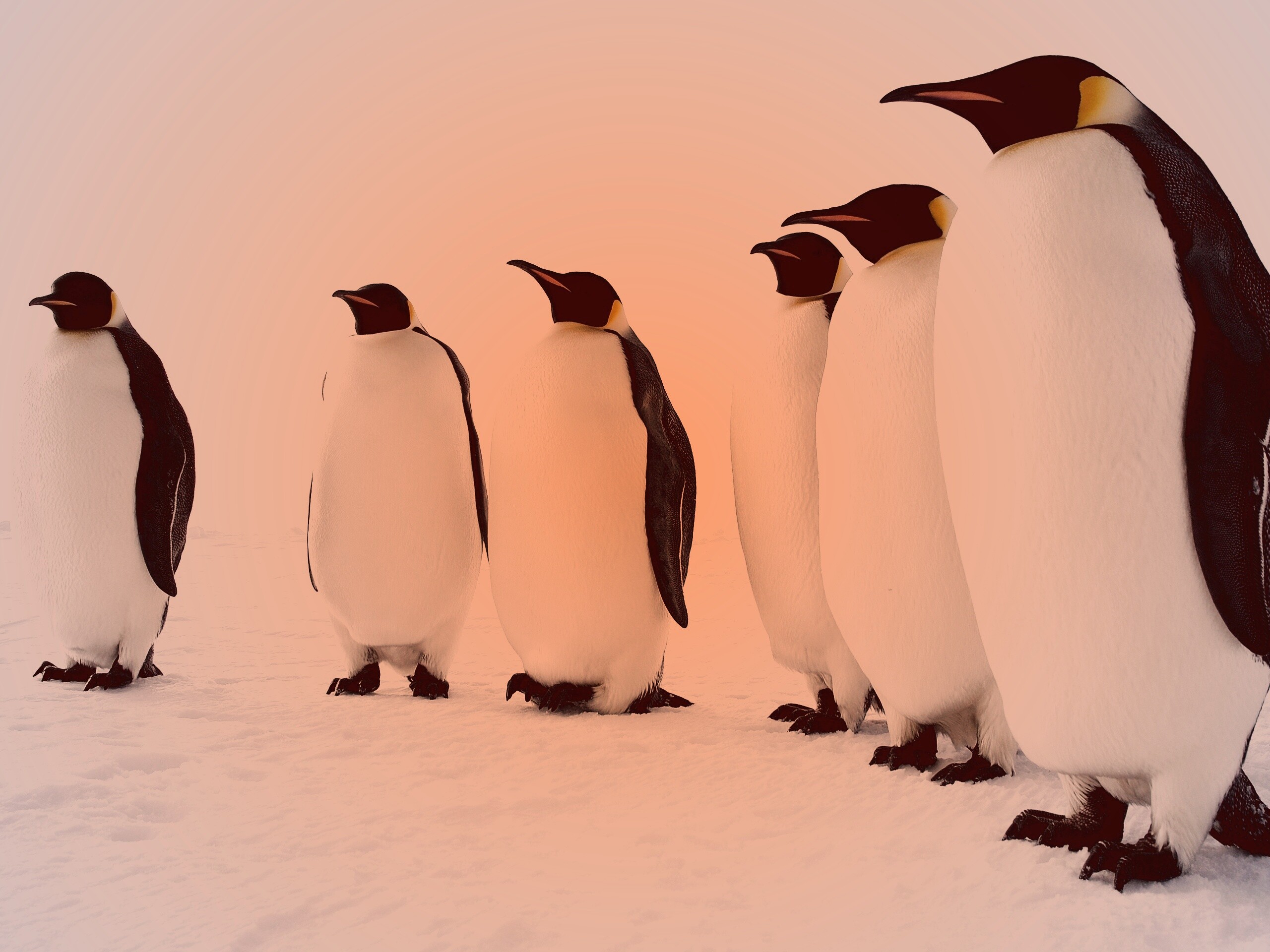 Слет пингвинов обои