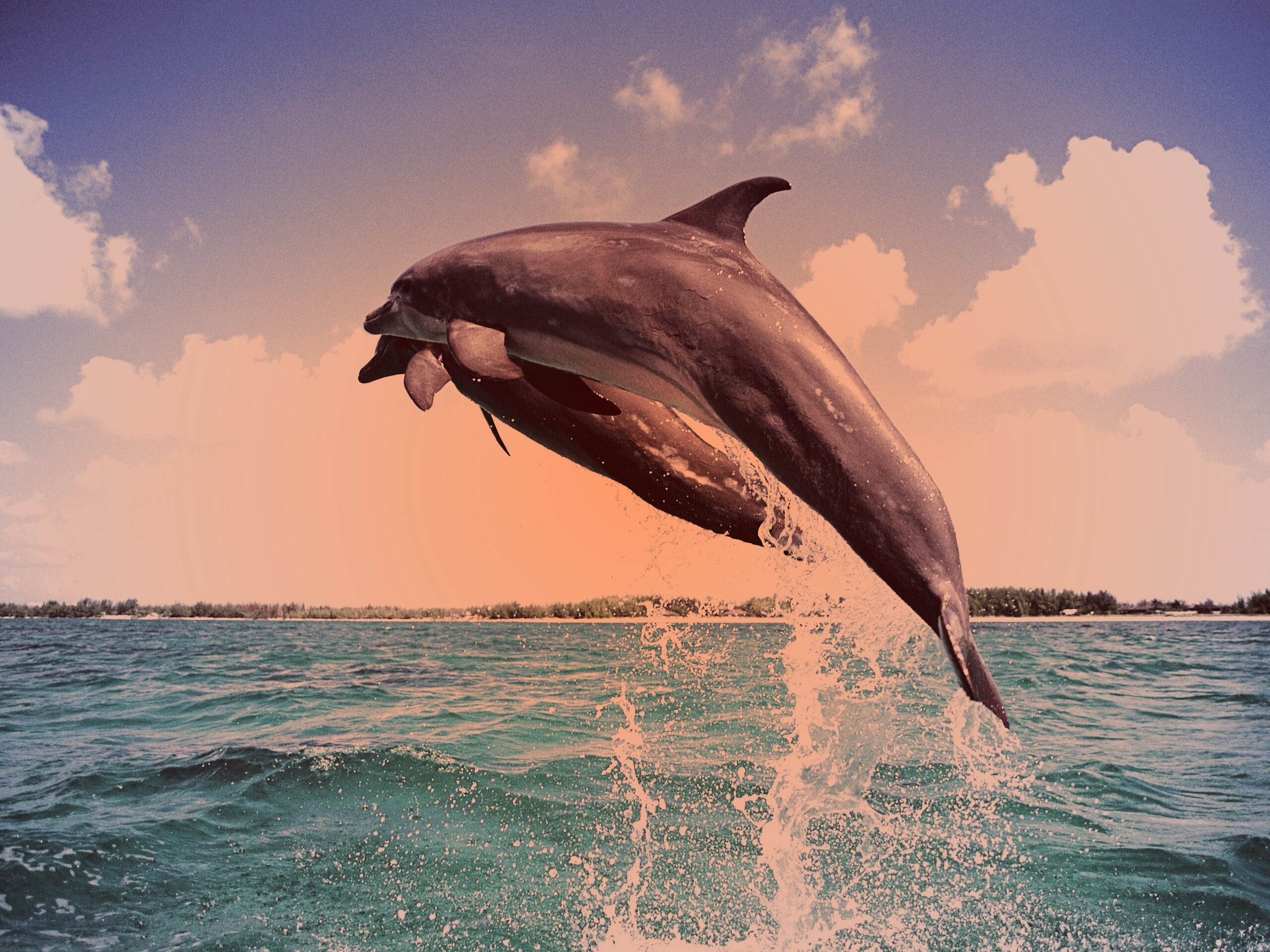 Дельфины обои