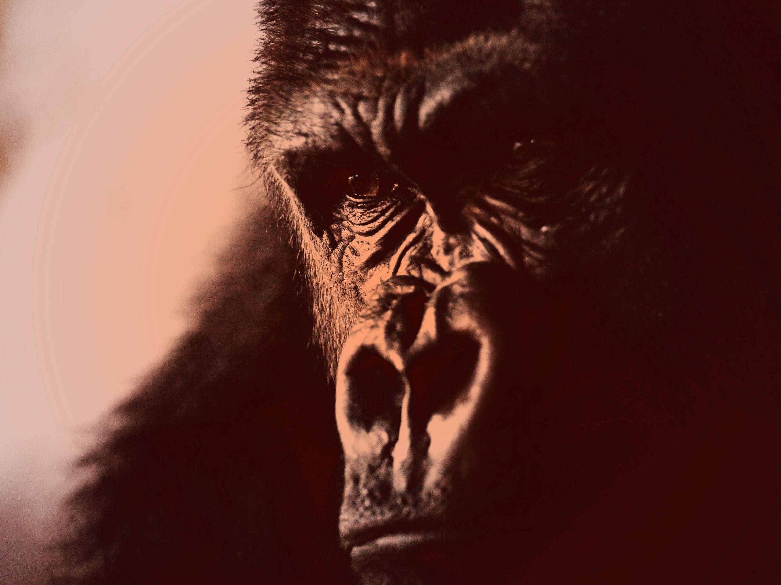 Фото орангутанга обои