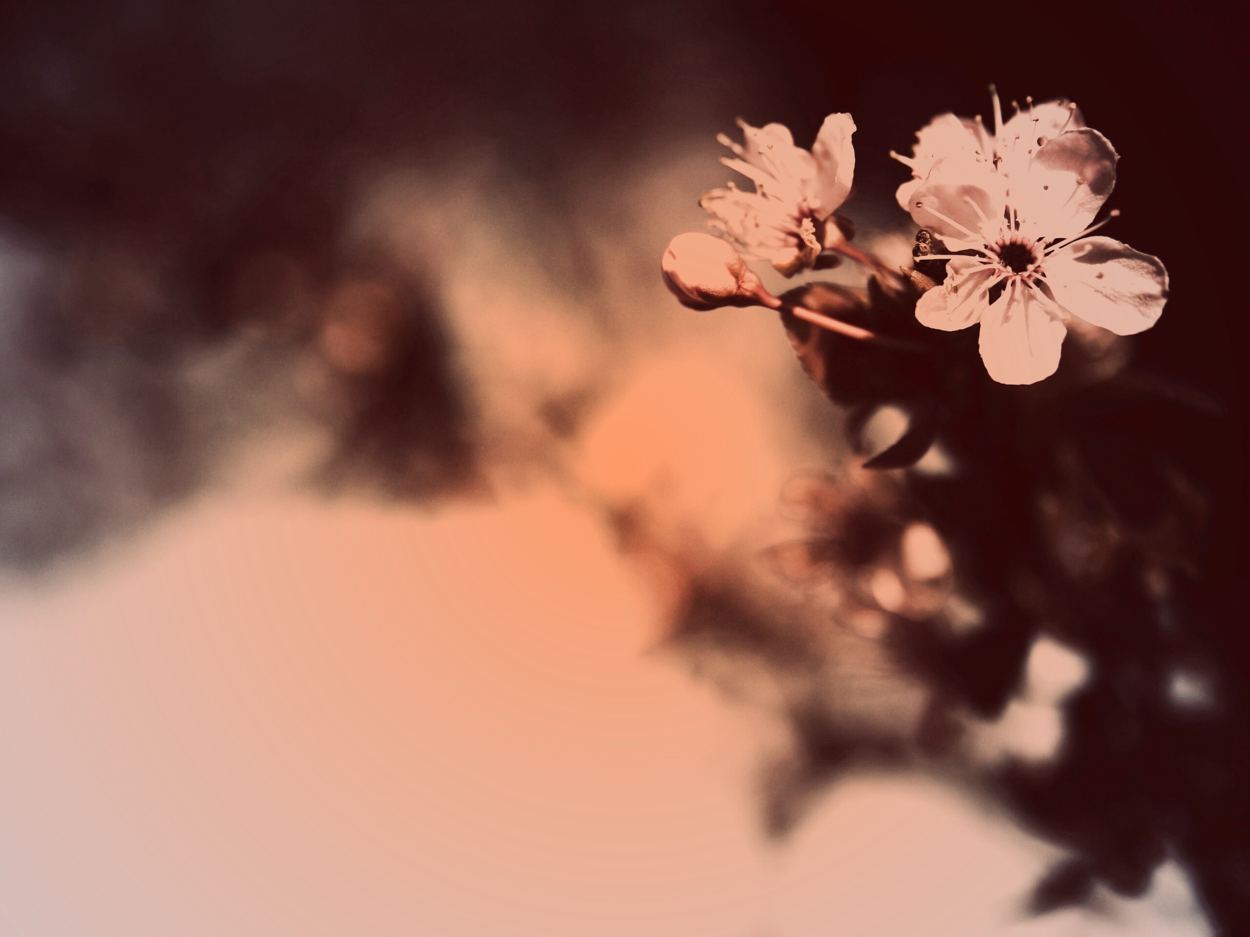 Цветок вишни обои