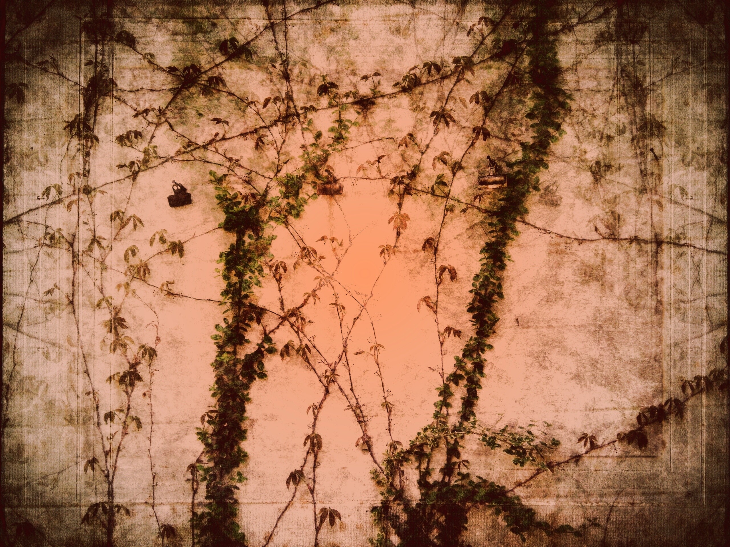 Растение на стене обои