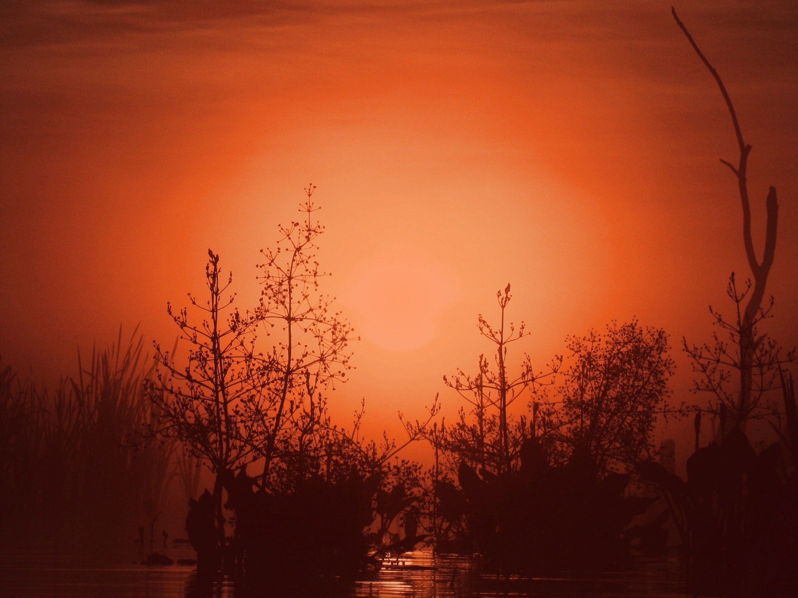 Доисторическое утро обои