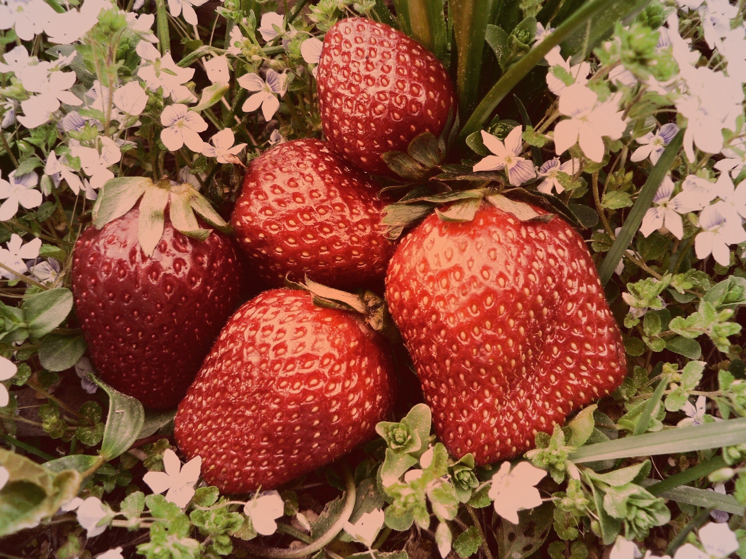 Клубника обои