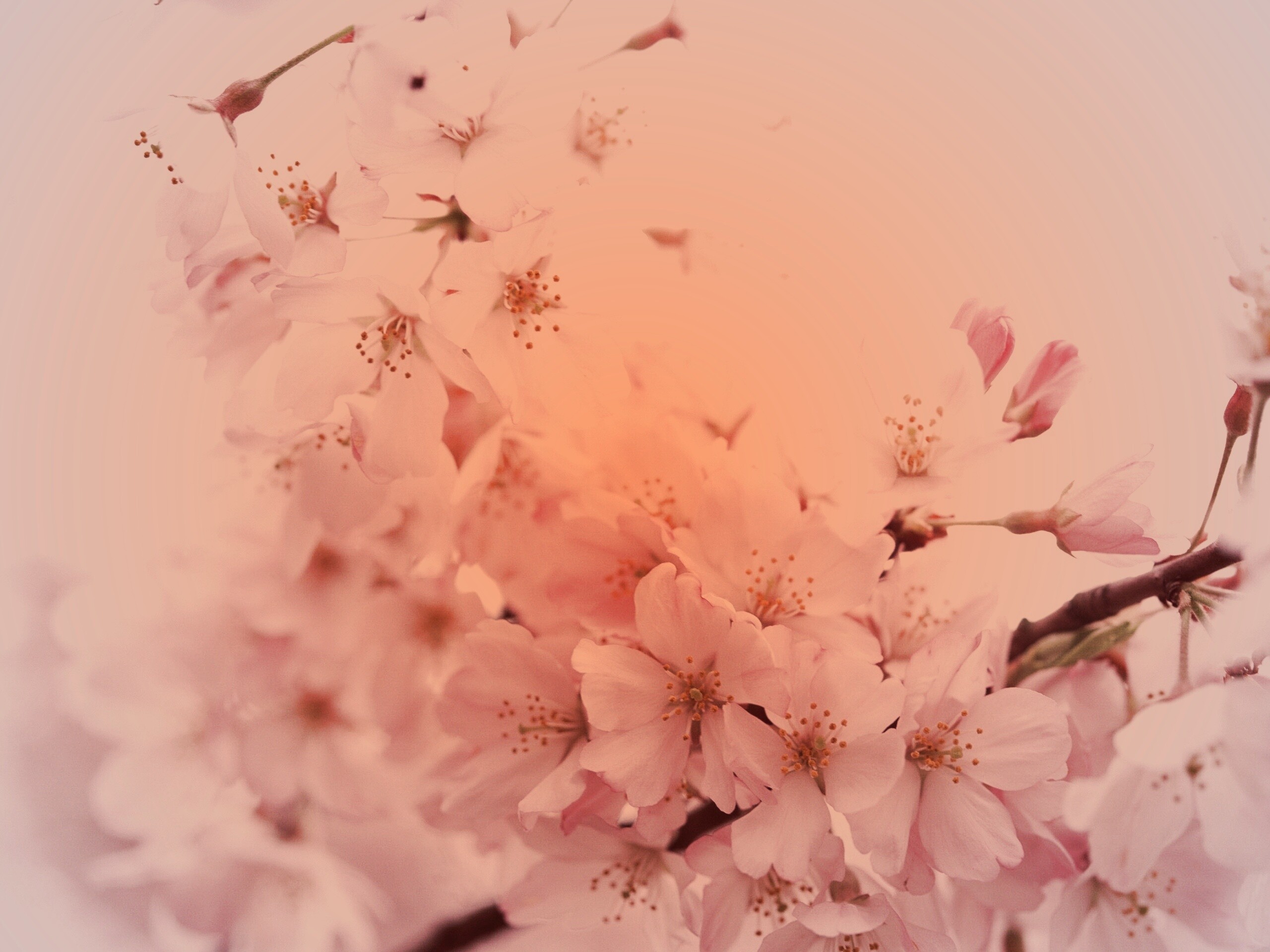 Цветение вишни обои