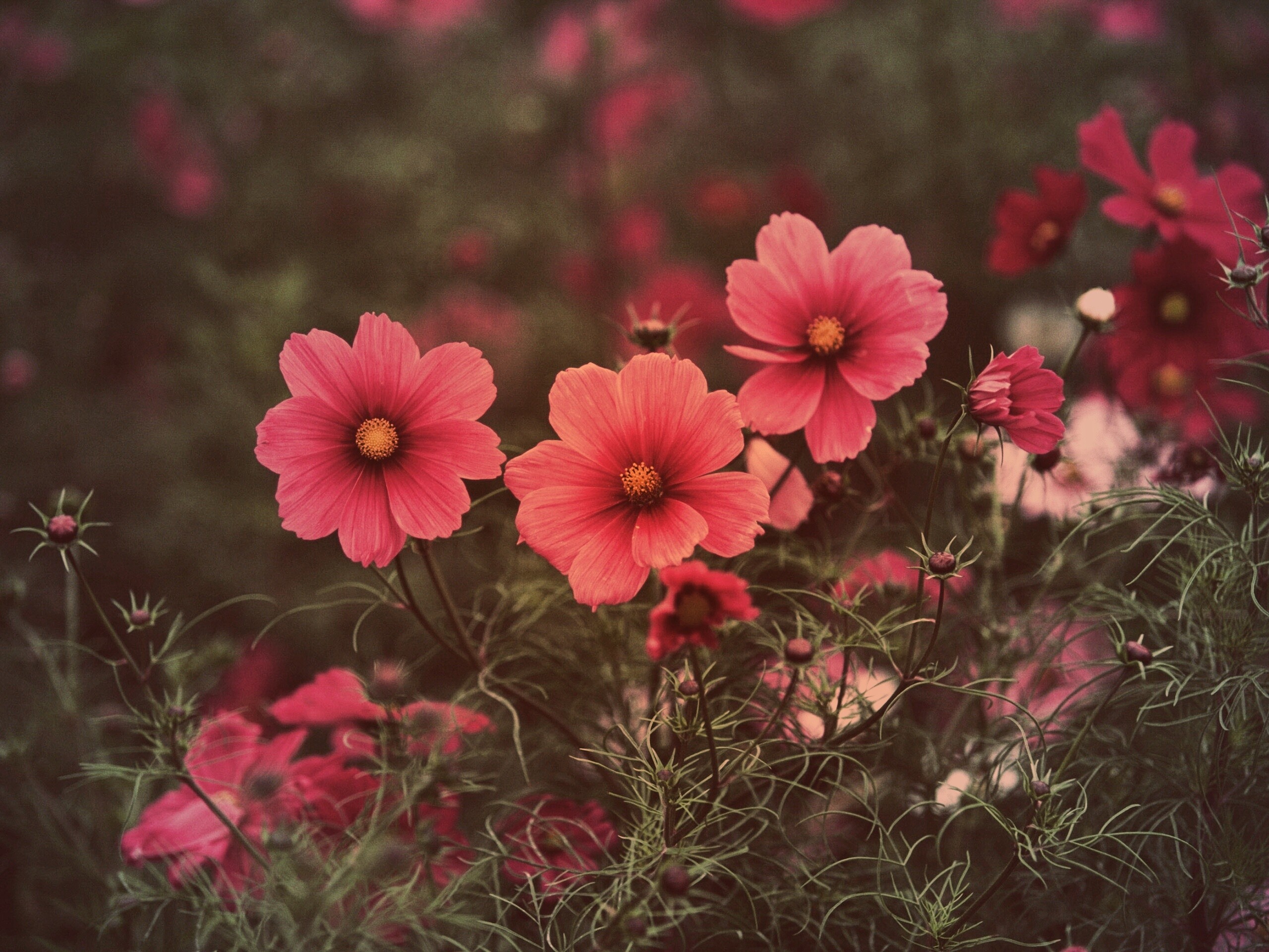 Яркие розовые цветы обои