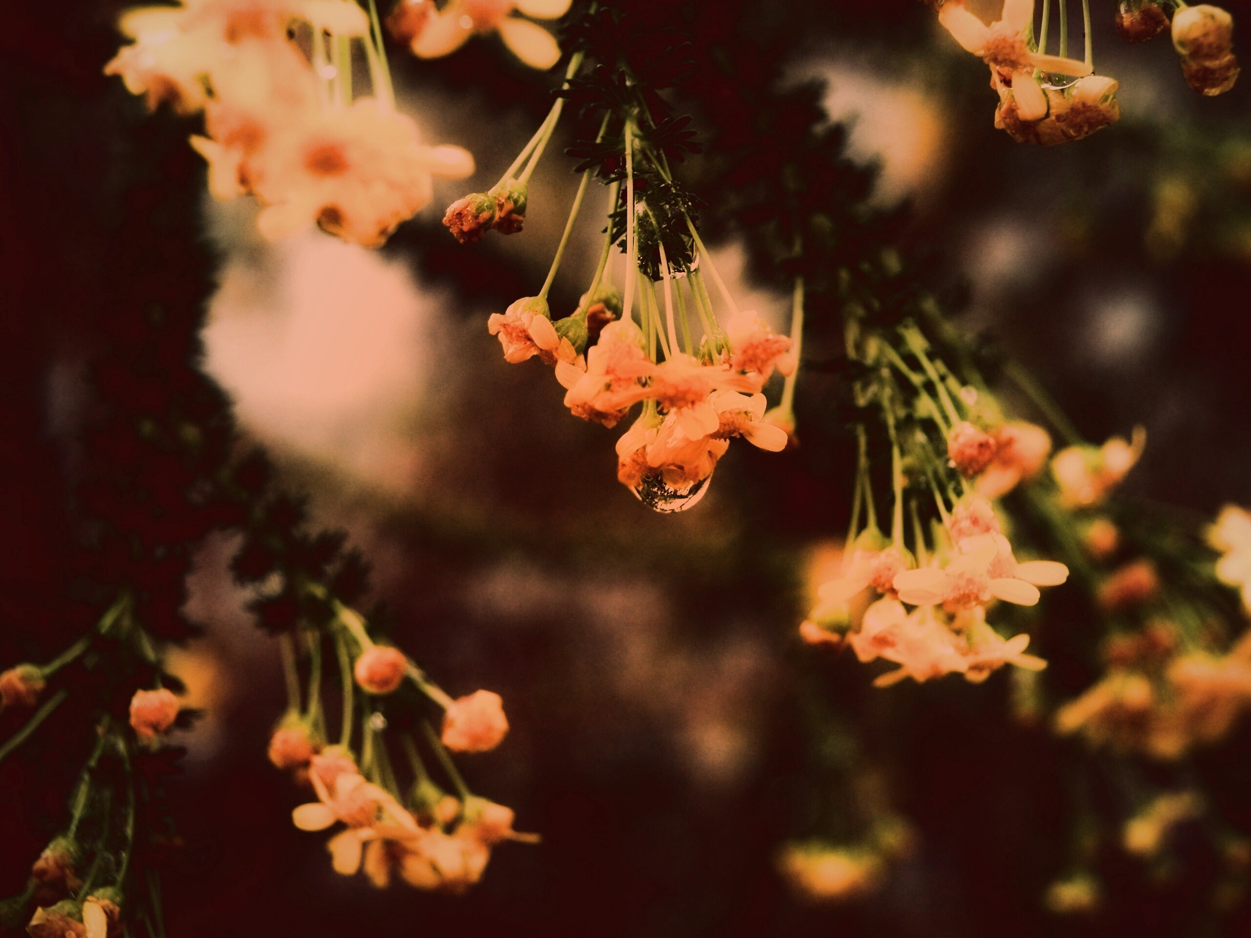 Жёлтые цветочки на ветке обои