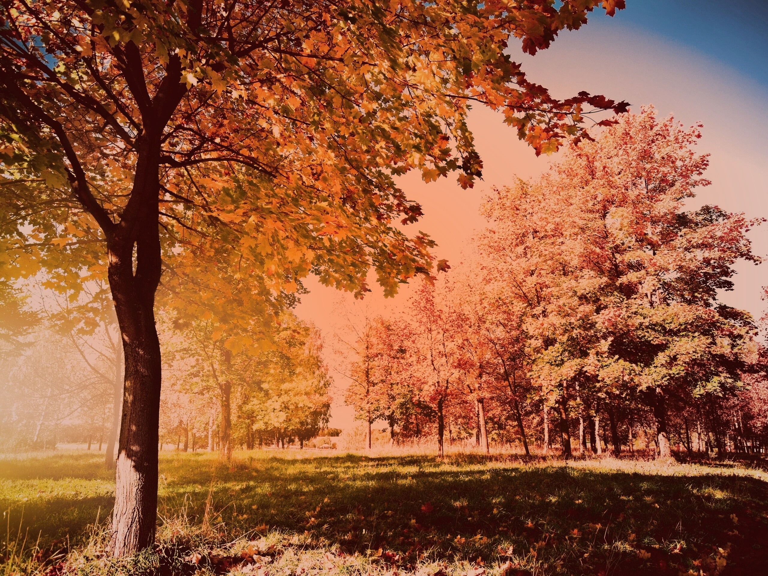 Осень в лесу обои