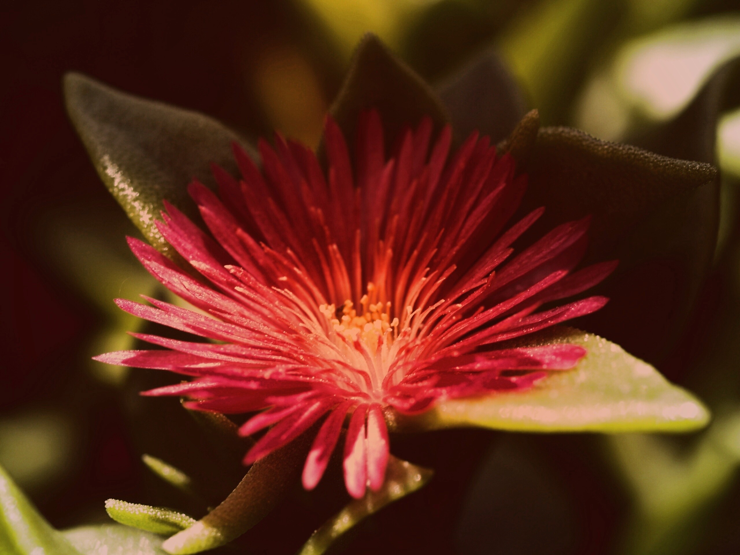 Чудесный цветок обои