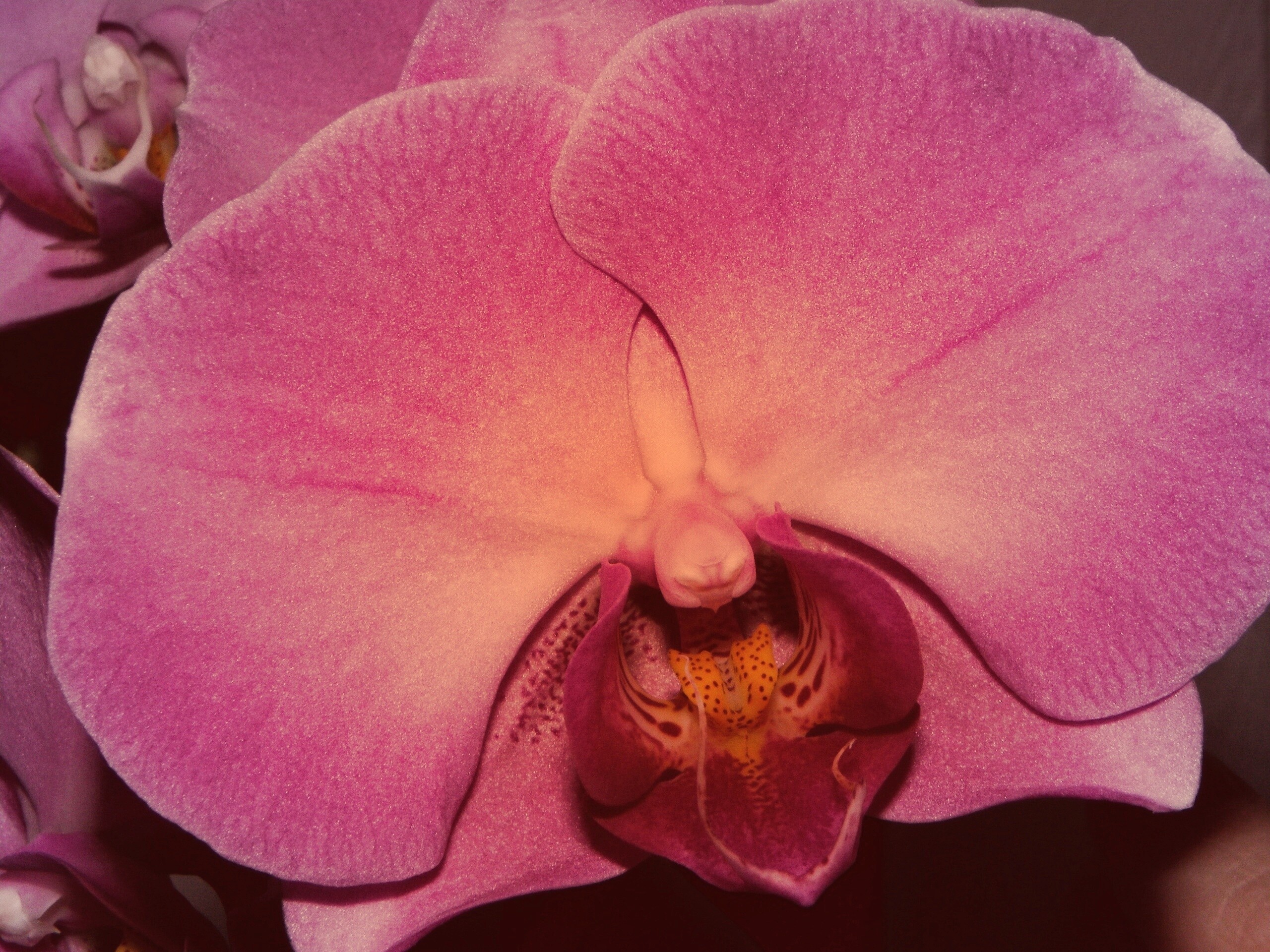 Фиолетовая орхидея обои