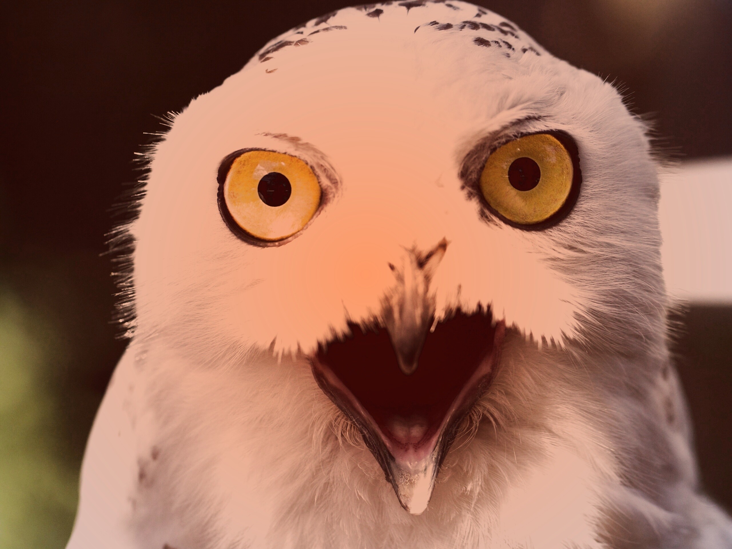 Сова в шоке! обои