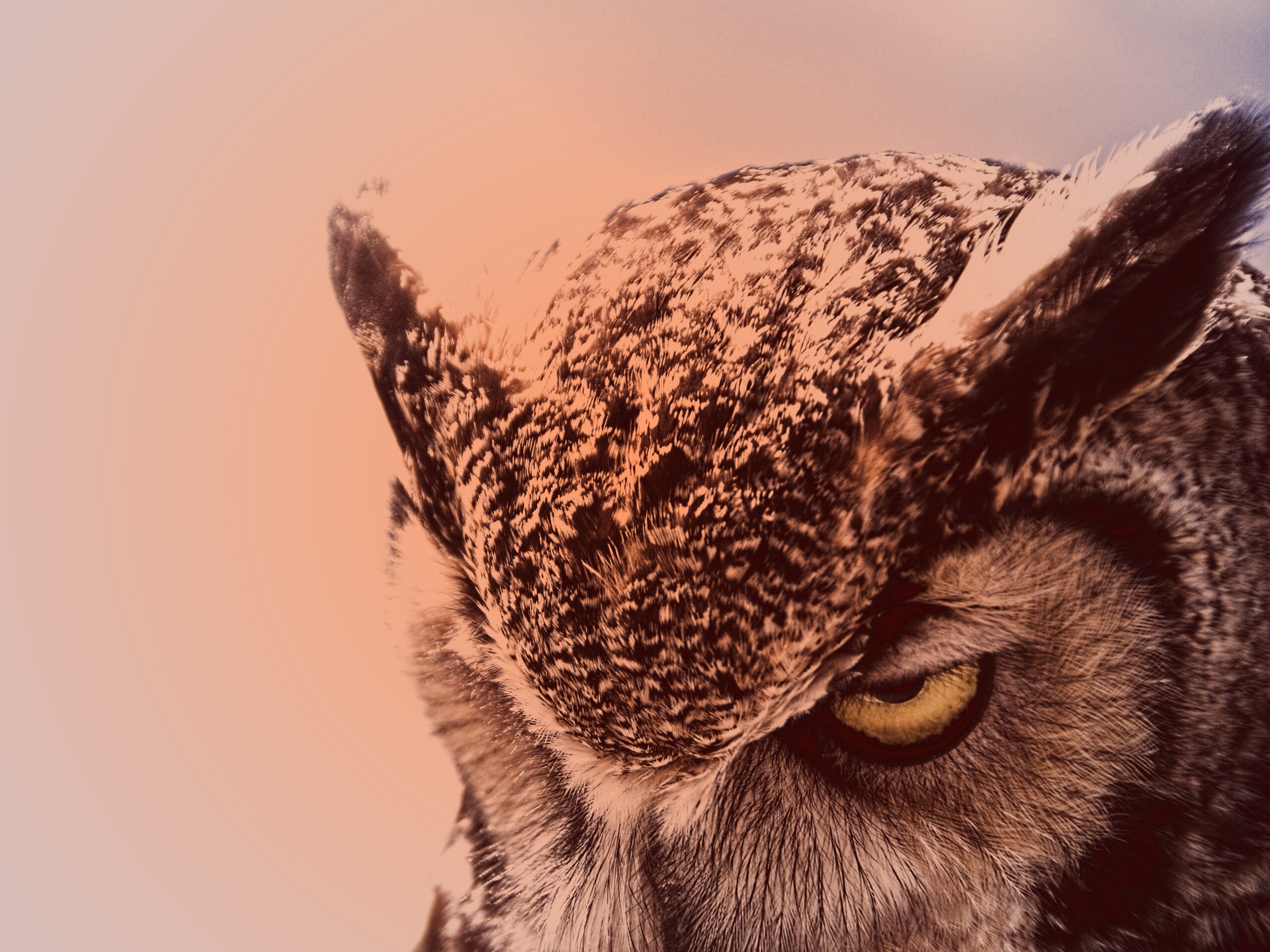 Злая сова обои