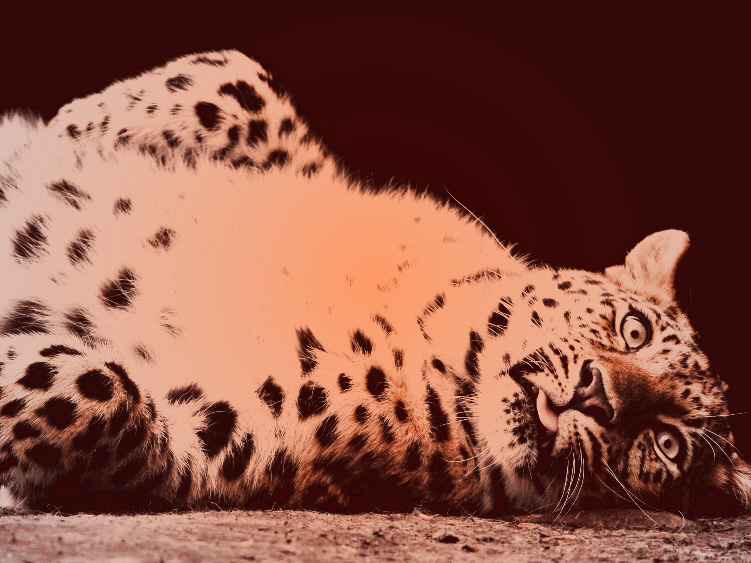 Большая пятнистая кошечка обои