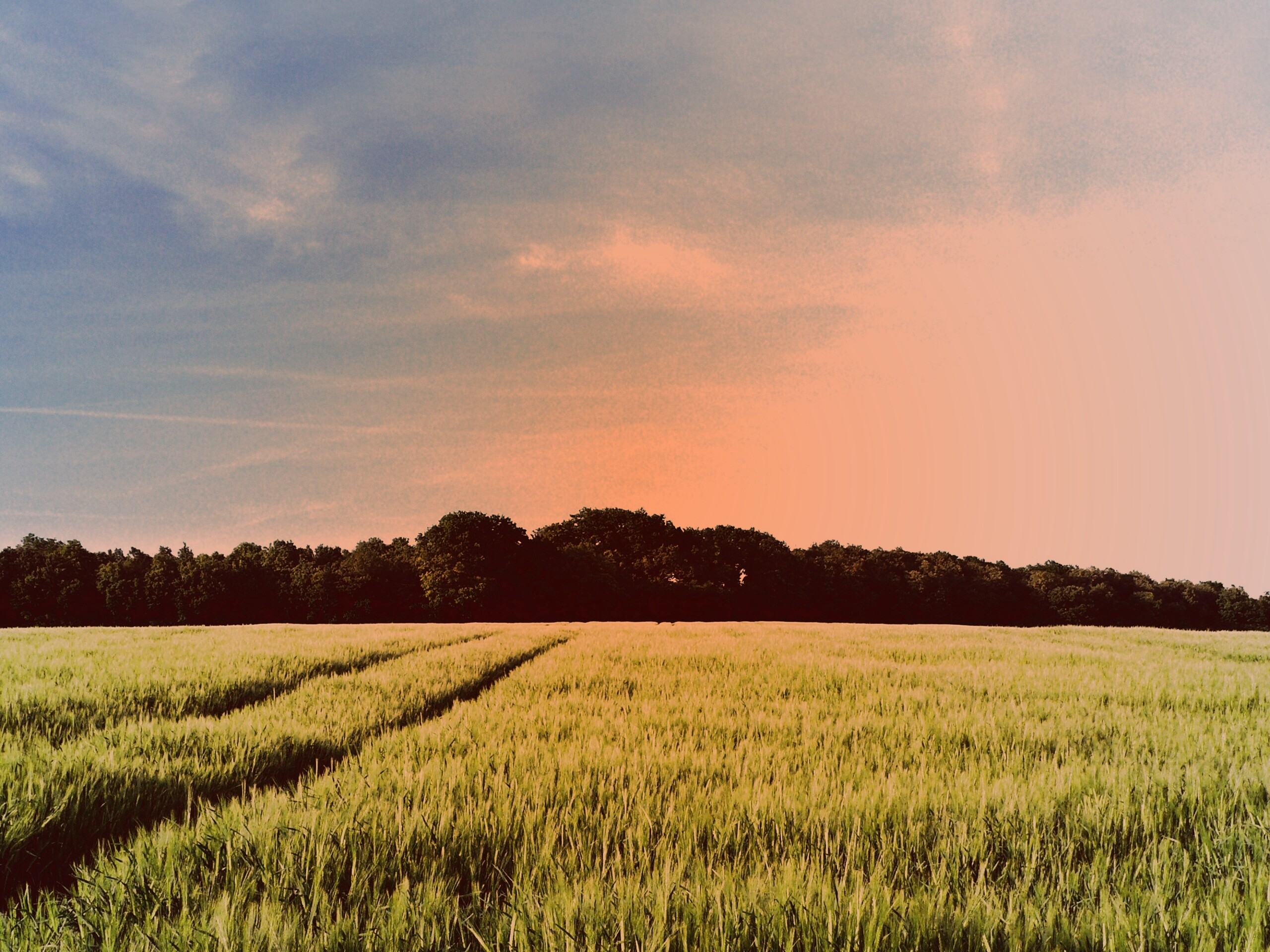 Следы колеи в поле обои