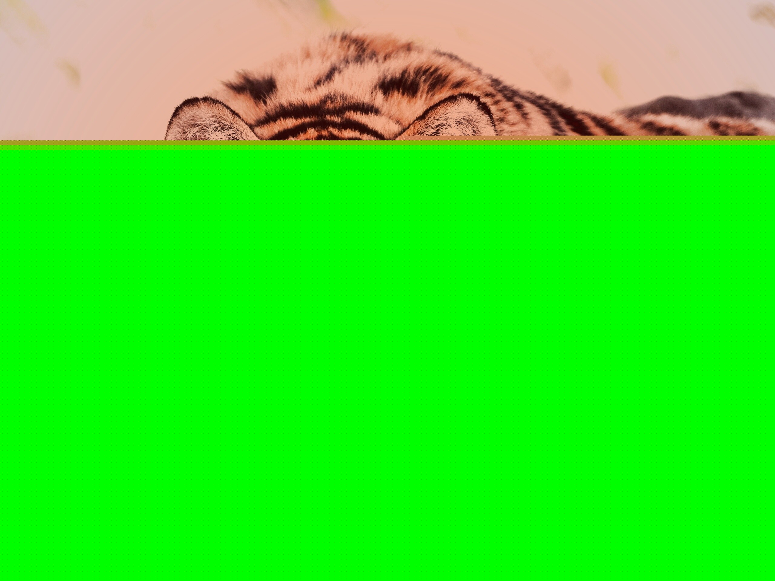 Большая полосатая кошка обои