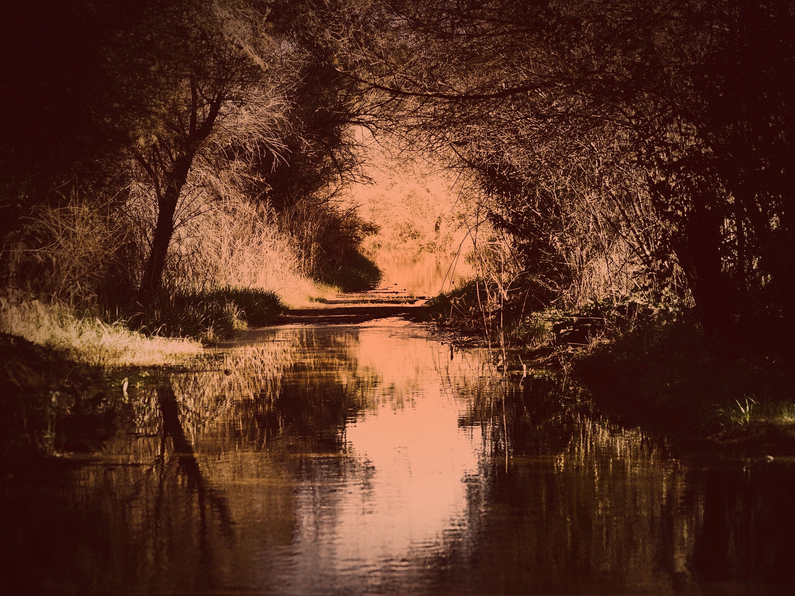 Лесная заросшая река обои