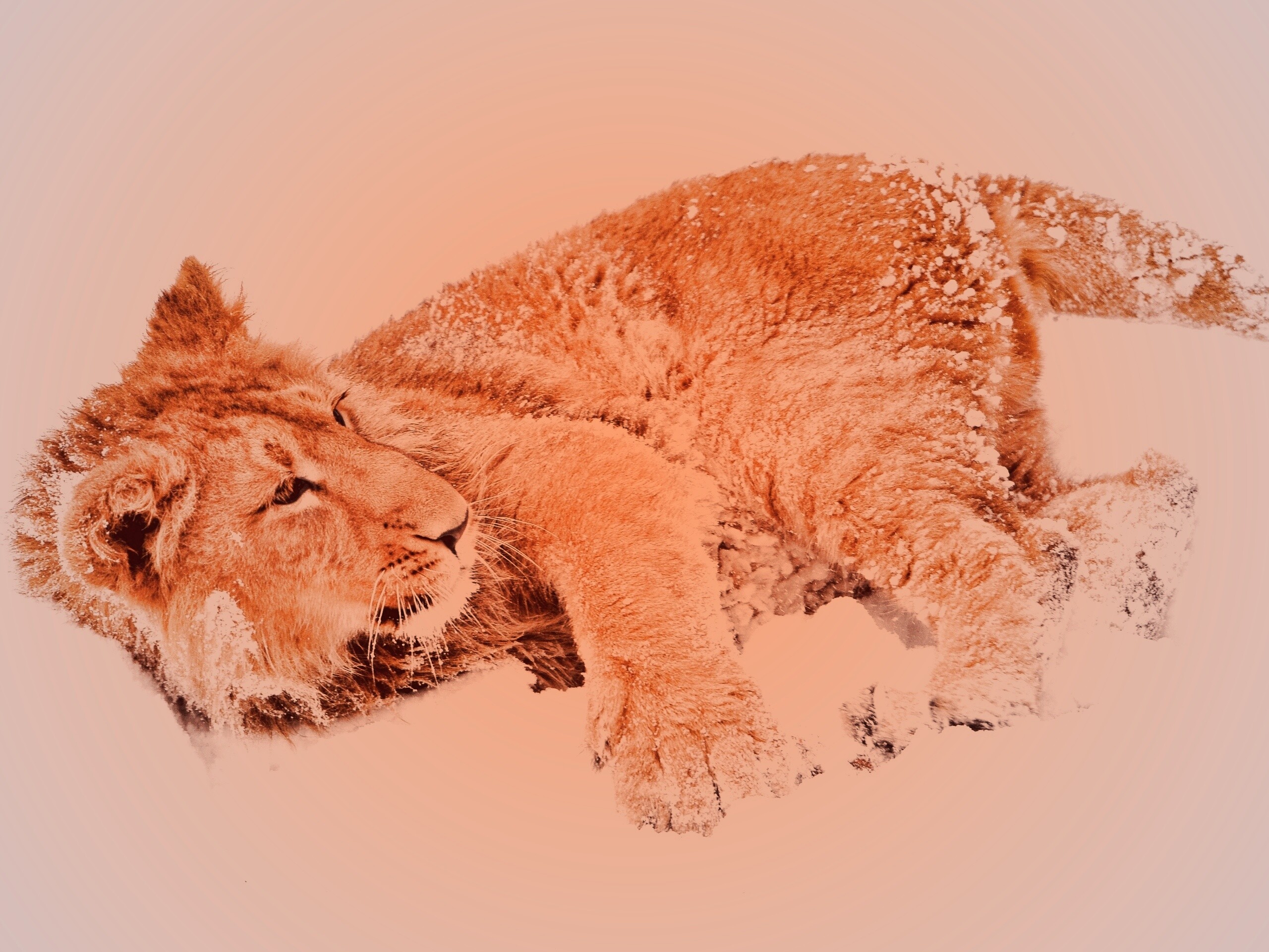 Львёнок в снегу обои