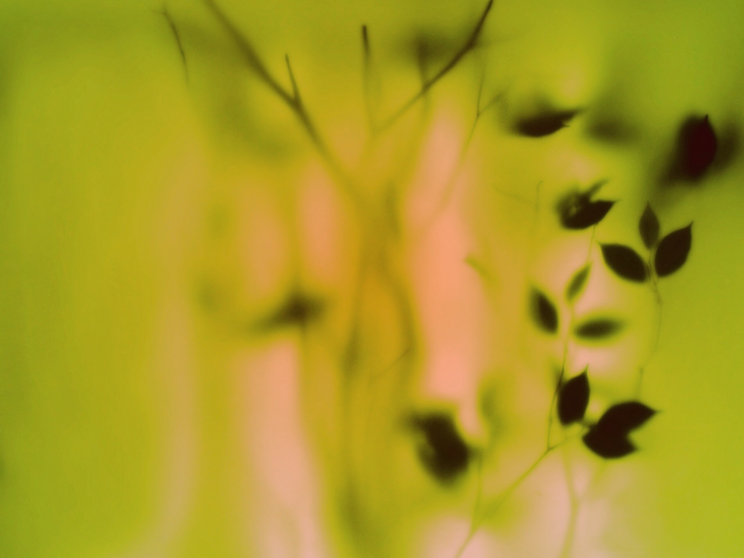 Зелень за стеклом обои