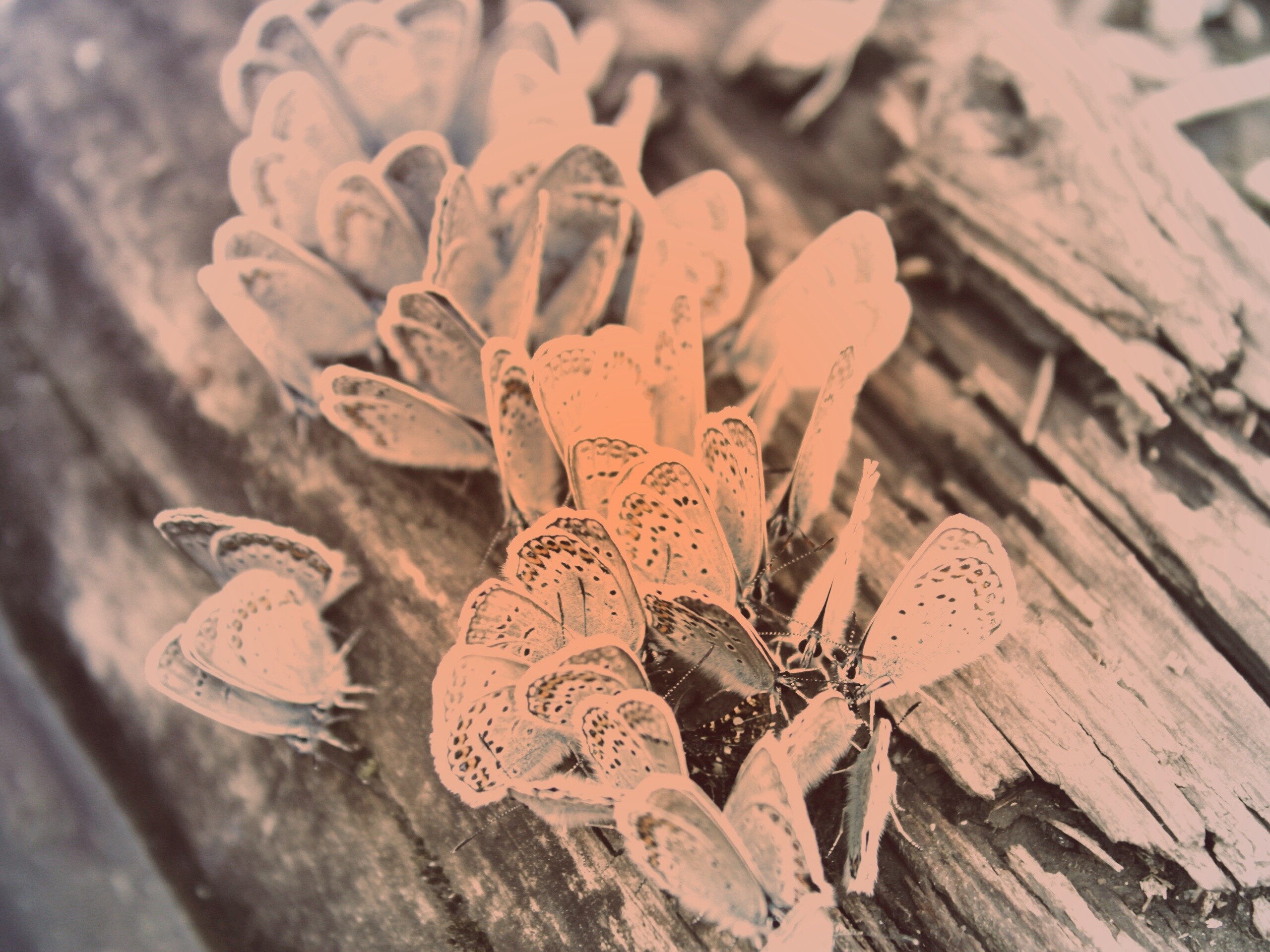 Голубые бабочки обои