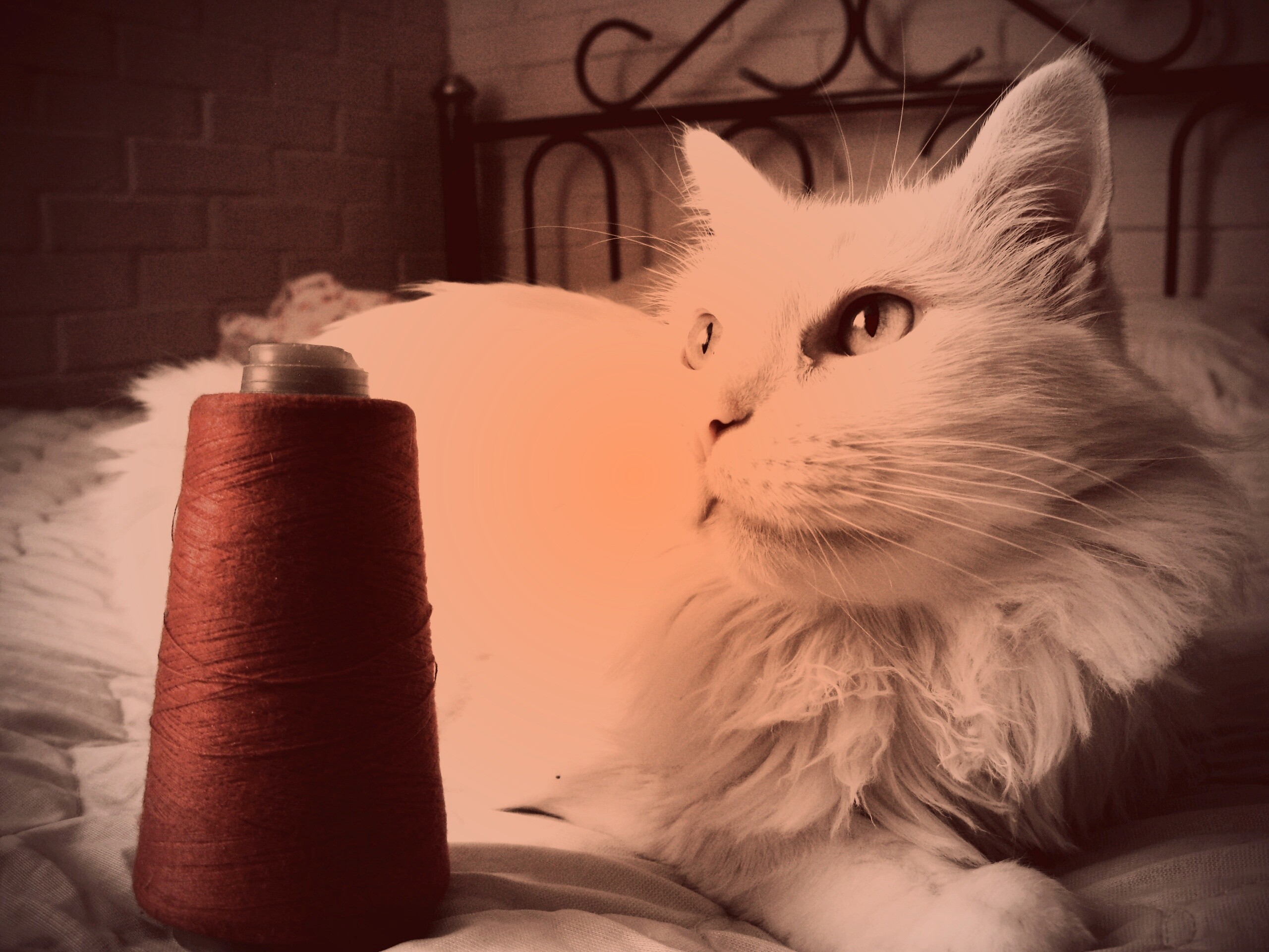 Белый кот с катушкой ниток обои