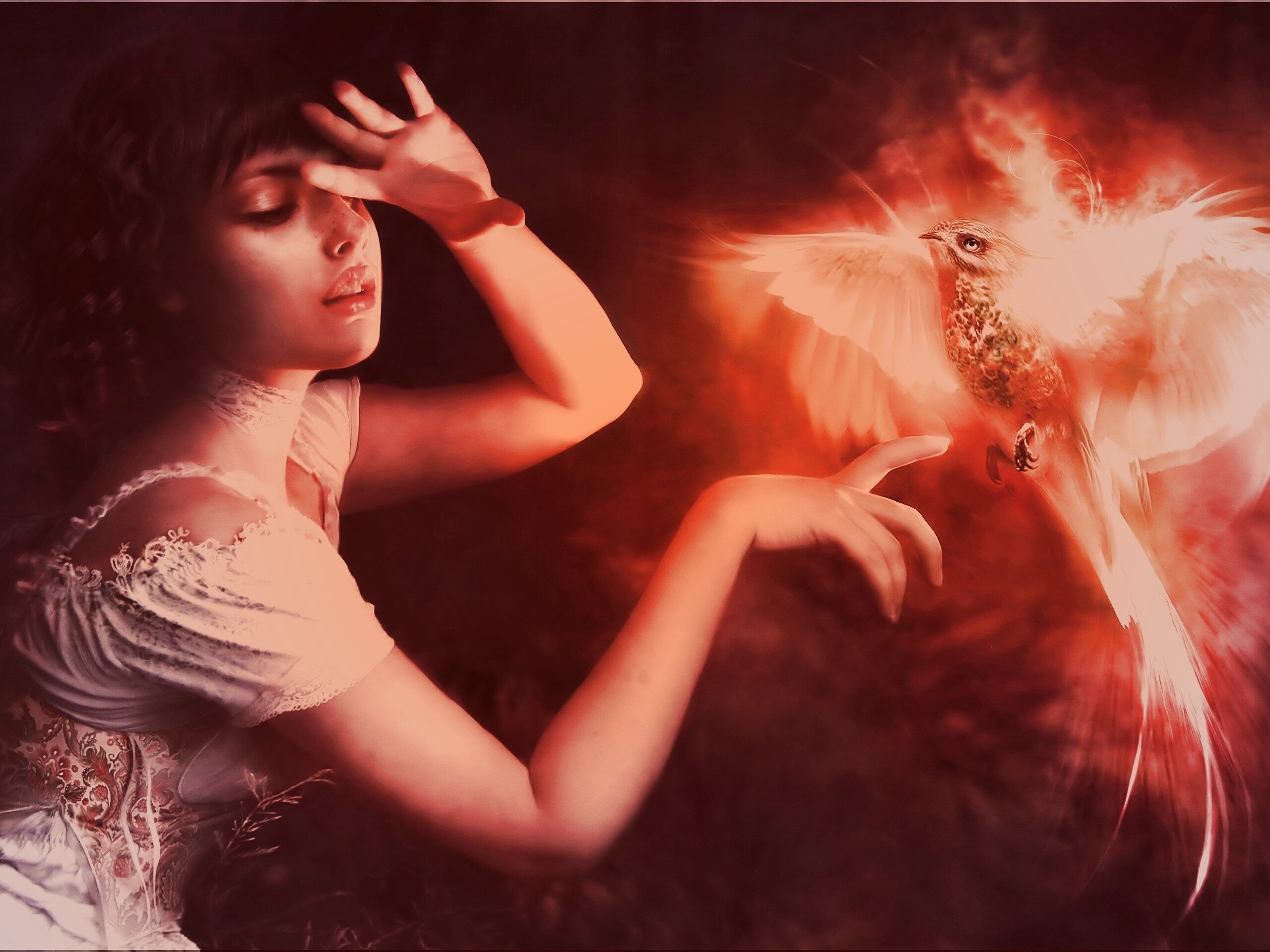 Феникс обои