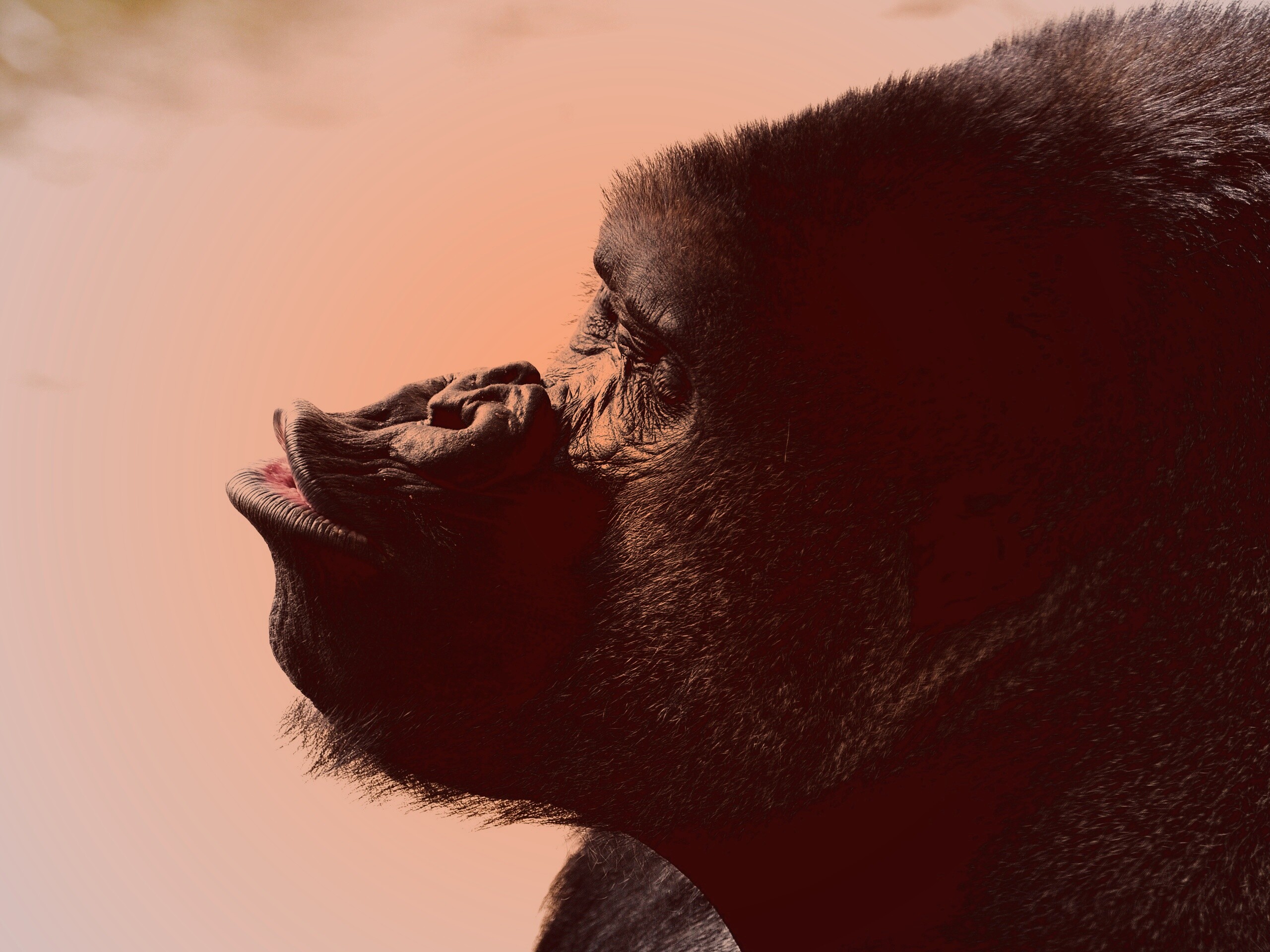 Горилла корчит рожи обои