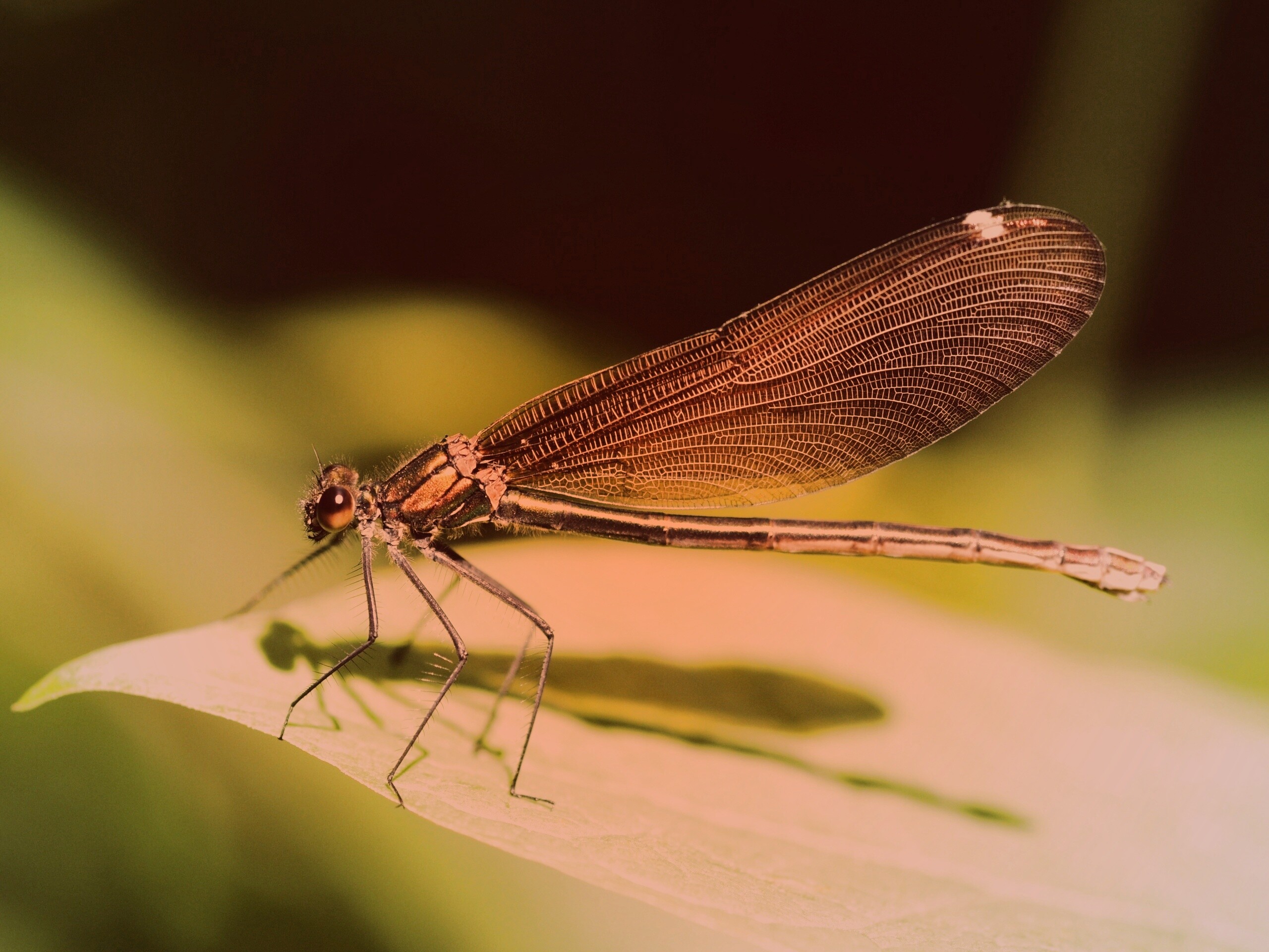 Стрекоза на листе обои