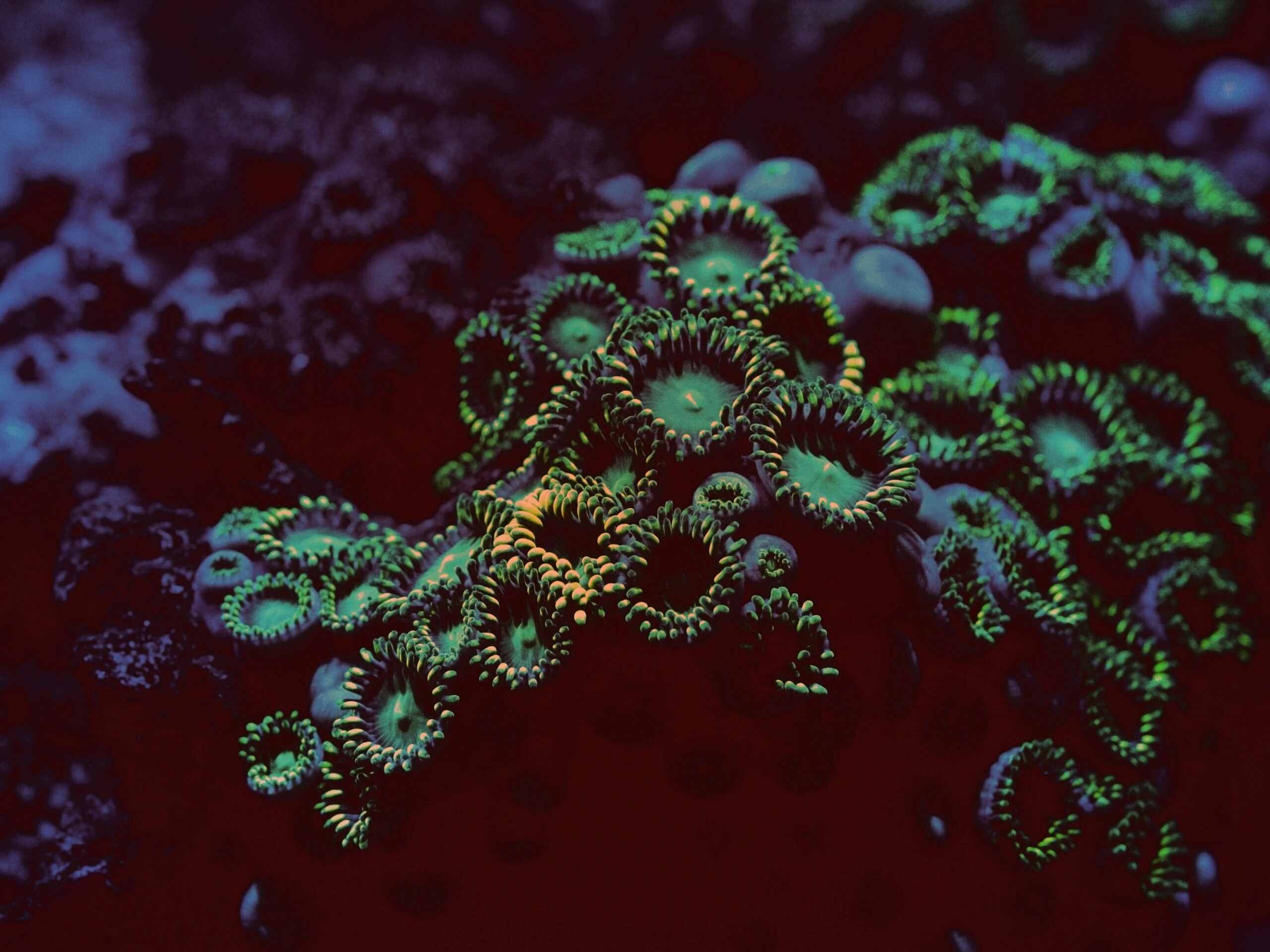 Морское дно обои