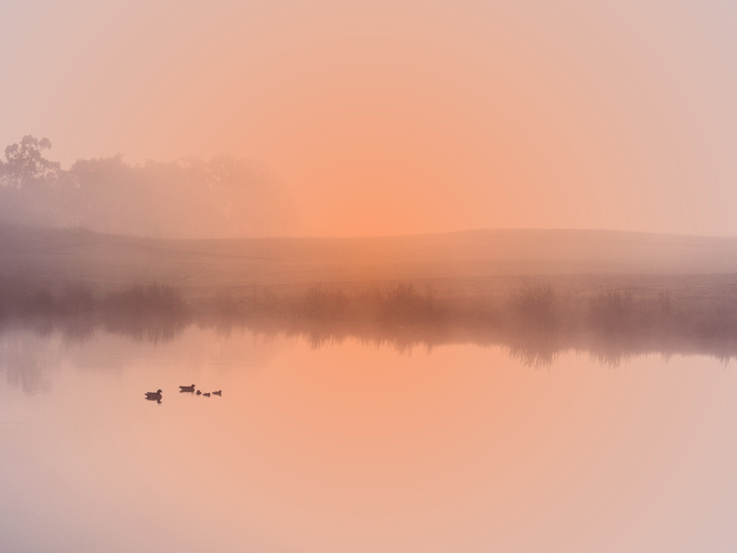 Ducks on a Misty Pond обои